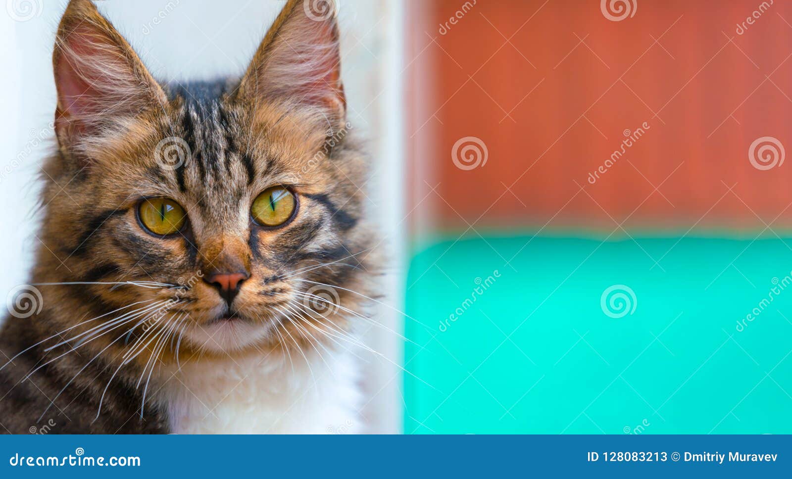 beuaty, nice brown kitten with green eyes, long haired.