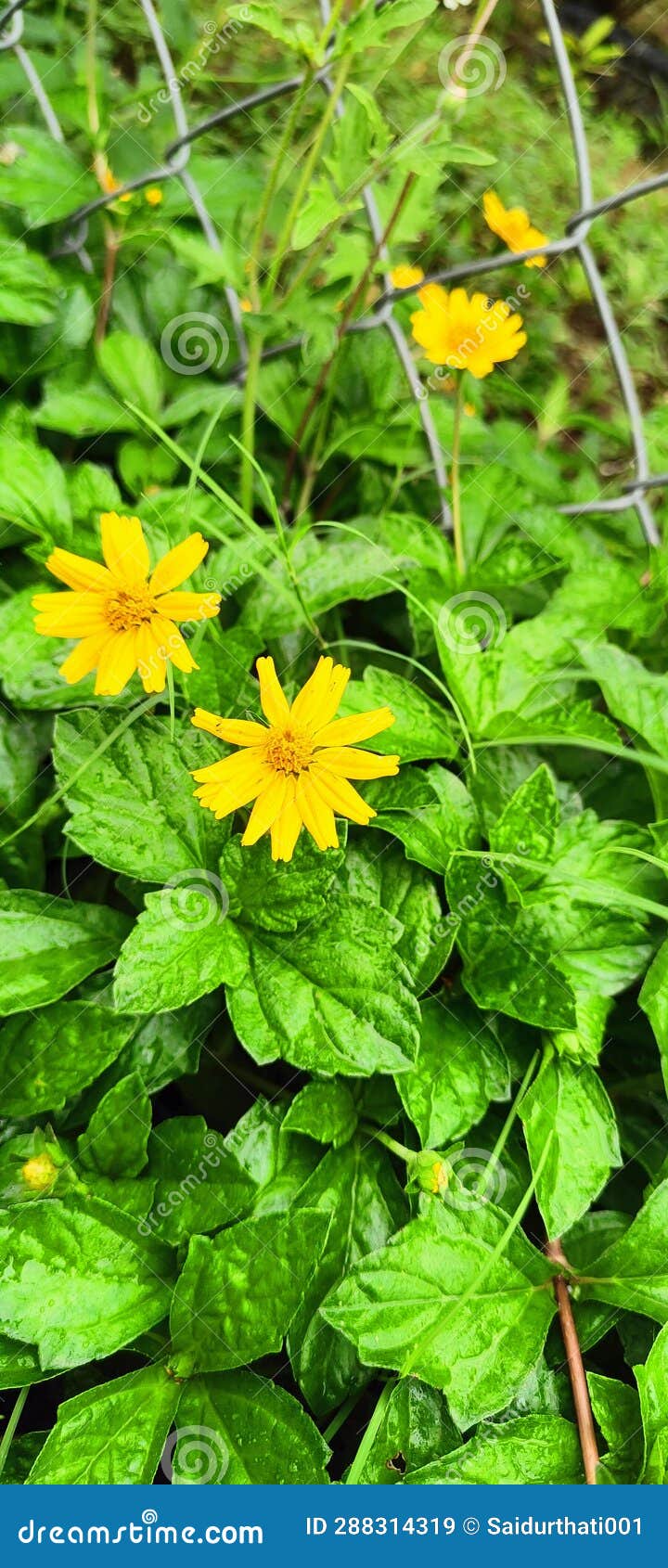 Beutiful Greenish Plants with Yellow Flowers Cool Stock Image Image
