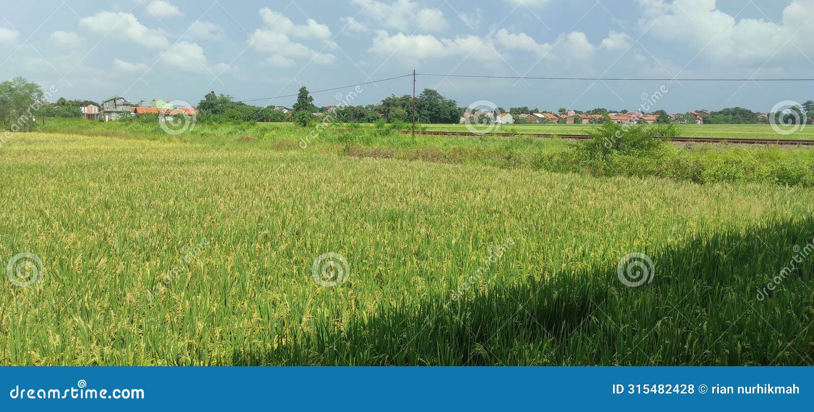 beutiful padi field landscape