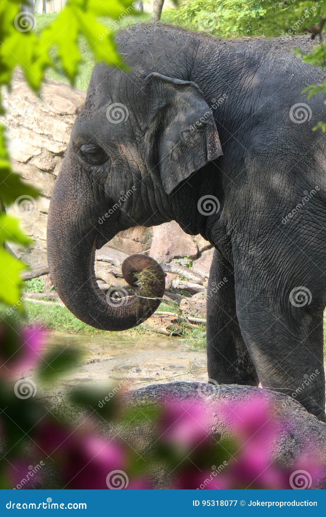 a beutiful picture of an elephat