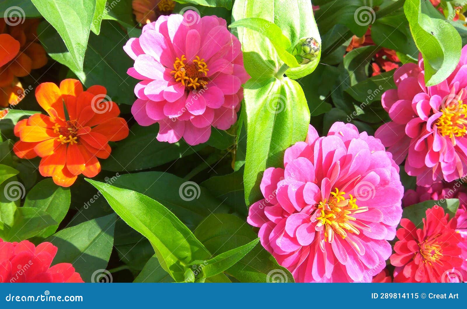 beutiful-pink-flowers