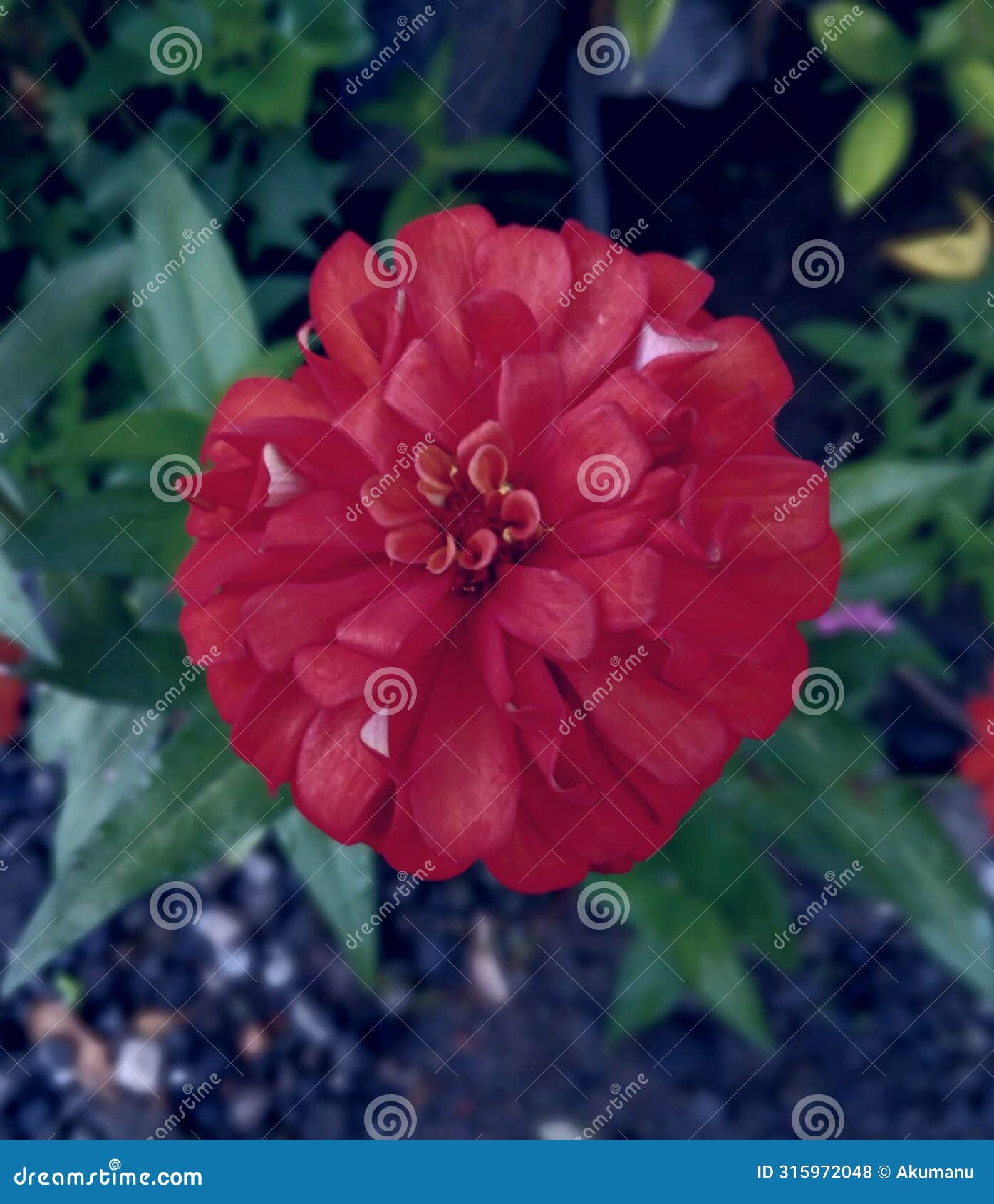 a beutiful red zenia flower in garden