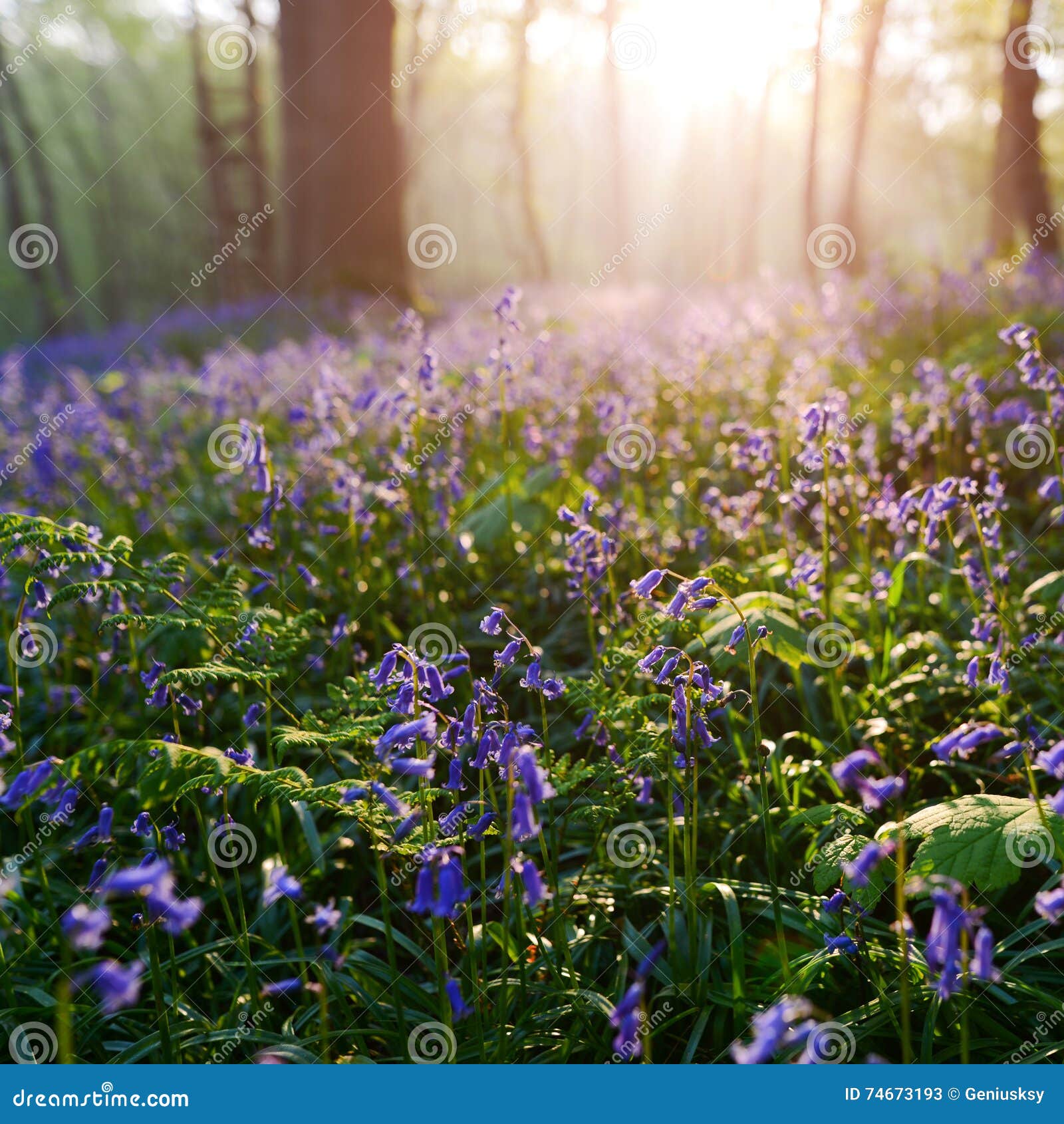 beutiful sunrise in bluebells forest in springtime