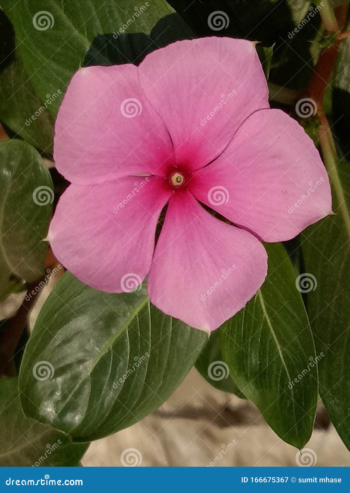 beutifull but seen evervhere mogra flower of india