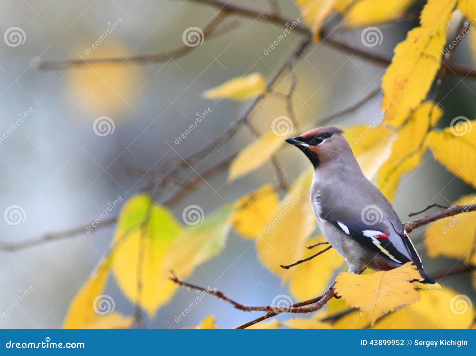 beutifull wild bird in a tree branch