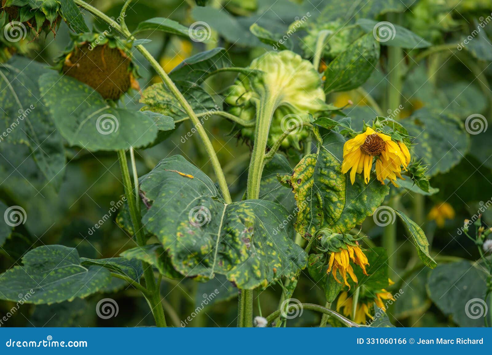 a field of sunflowers at the end of flowering, the flowers are already dry due to the lack of rain