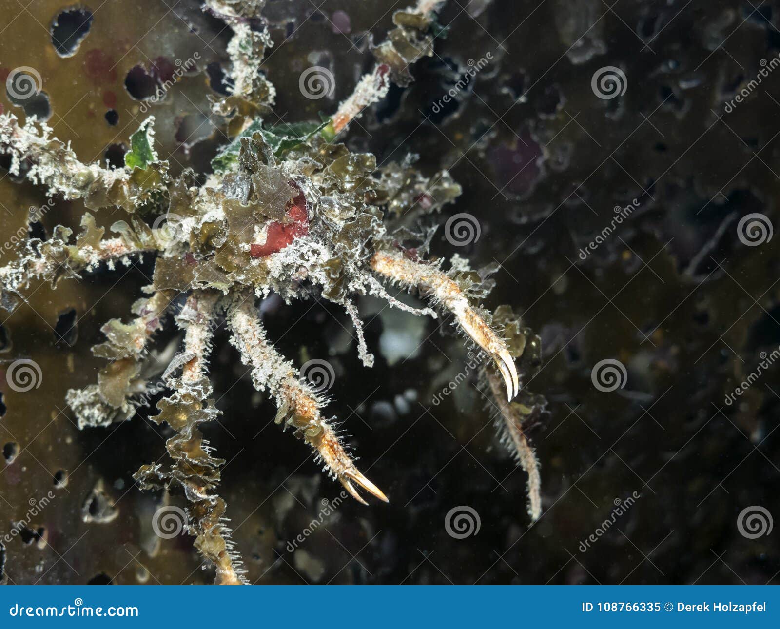 Bevallige Decorateurkrab gracilis Oregonia. Goed het gecamoufleerde die decorateurkrab verbergen op een Kelpblad in zuidelijk Brits Colombia wordt gefotografeerd