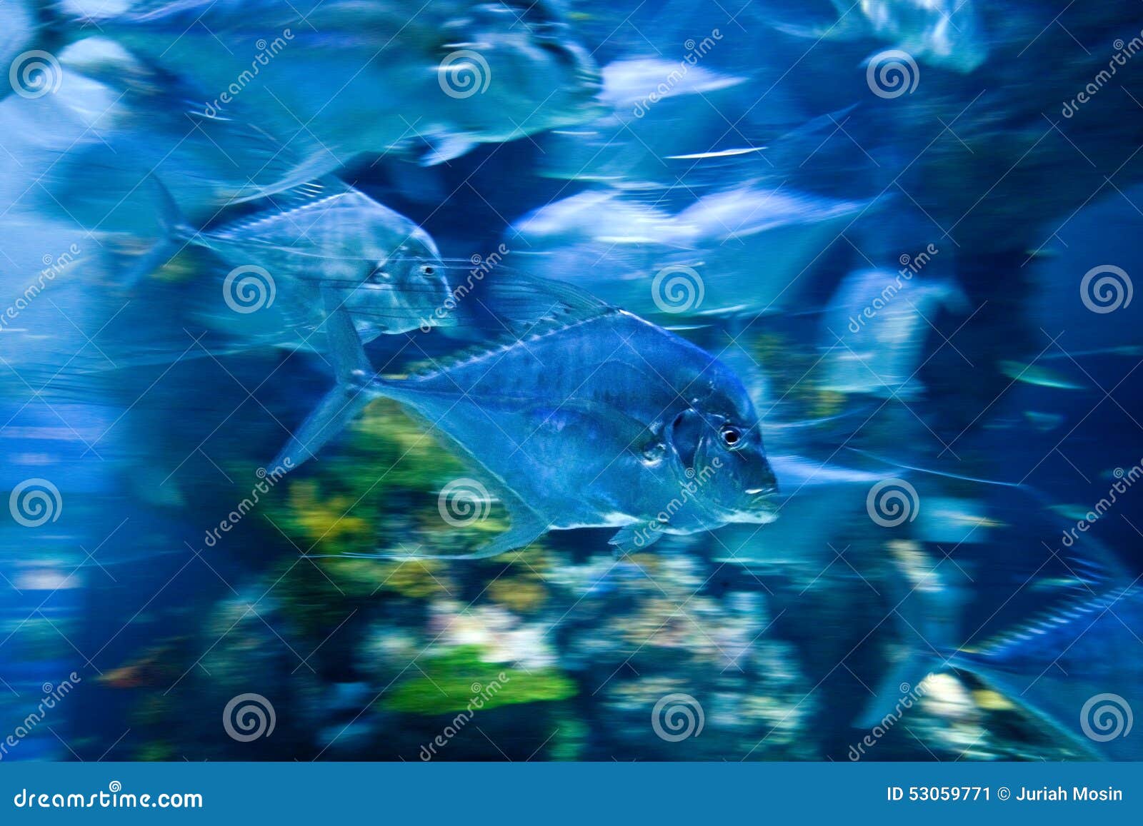 Bewegliche Fische Im Unterwasseraquarium Stockbild Bild Von Schnell Schule