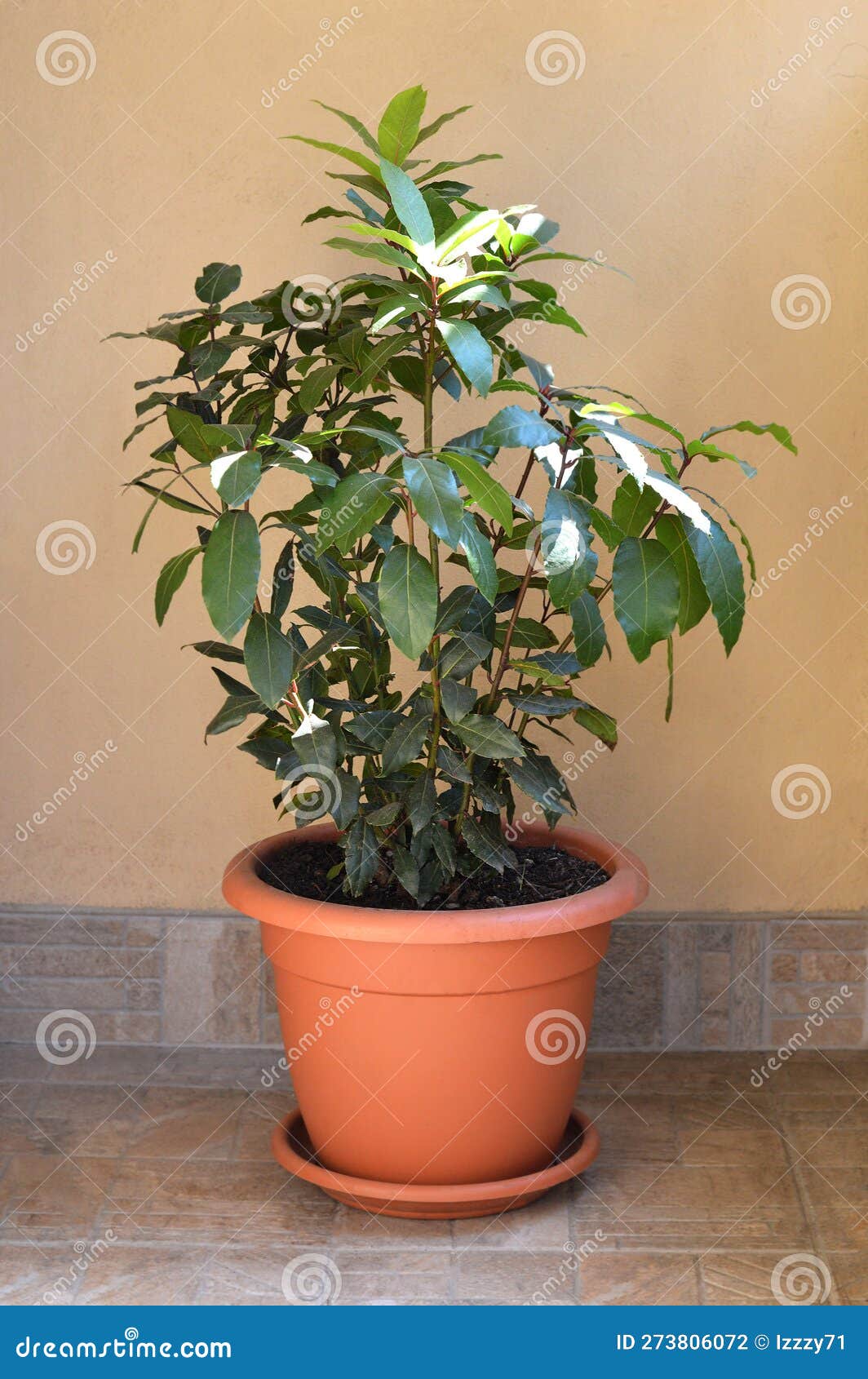 Bay Laurel or Laurus Nobilis Planted in Pot Stock Photo - Image of ...