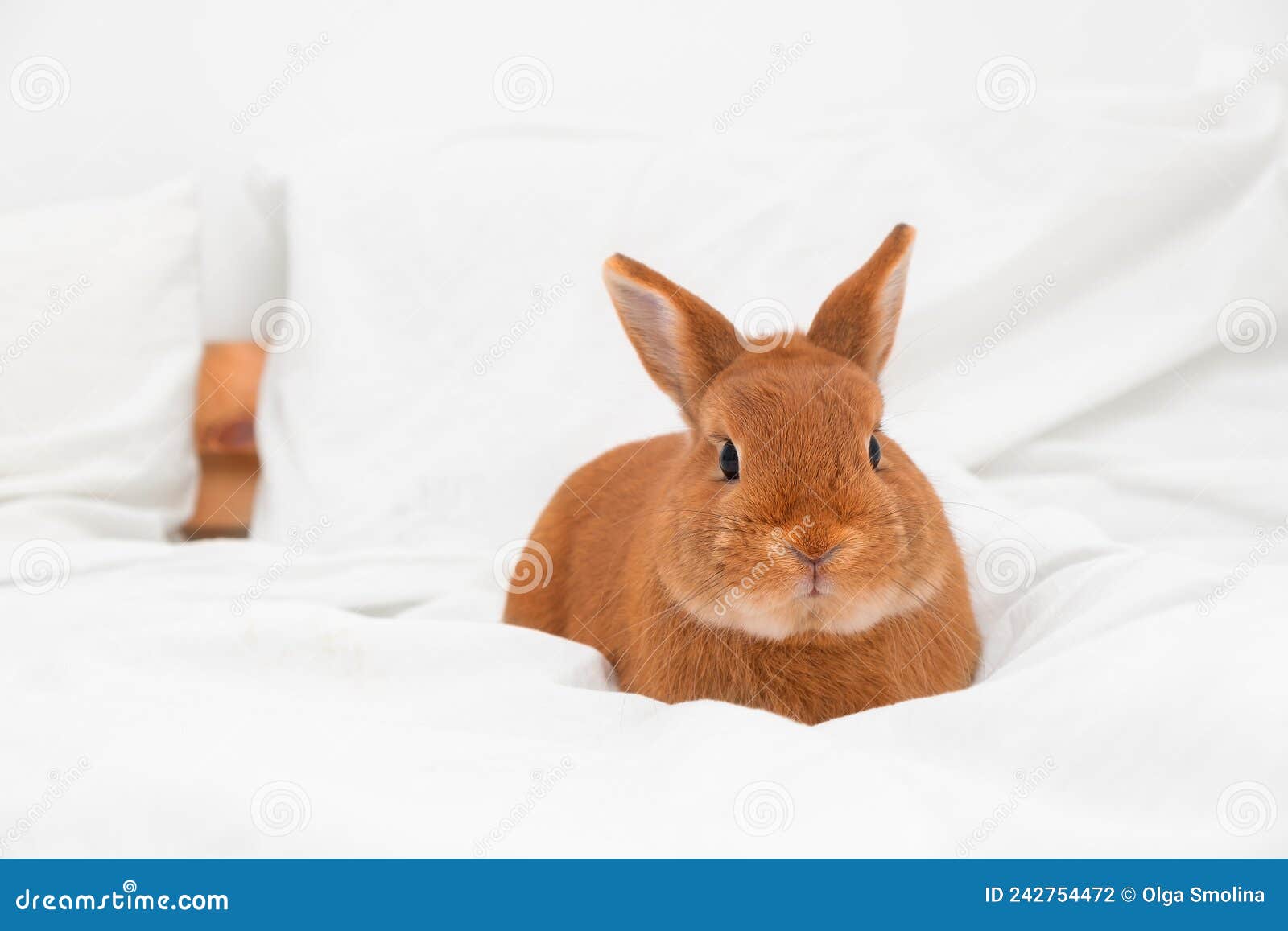 Bezauberndes Kaninchen-Hase, Auf Dem Bett Liegend, in Weißem, Modernem  Interieur Auf Decke Blick Auf Kamerakes Schönes Tier Stockfoto - Bild von  bett, lustig: 242754472