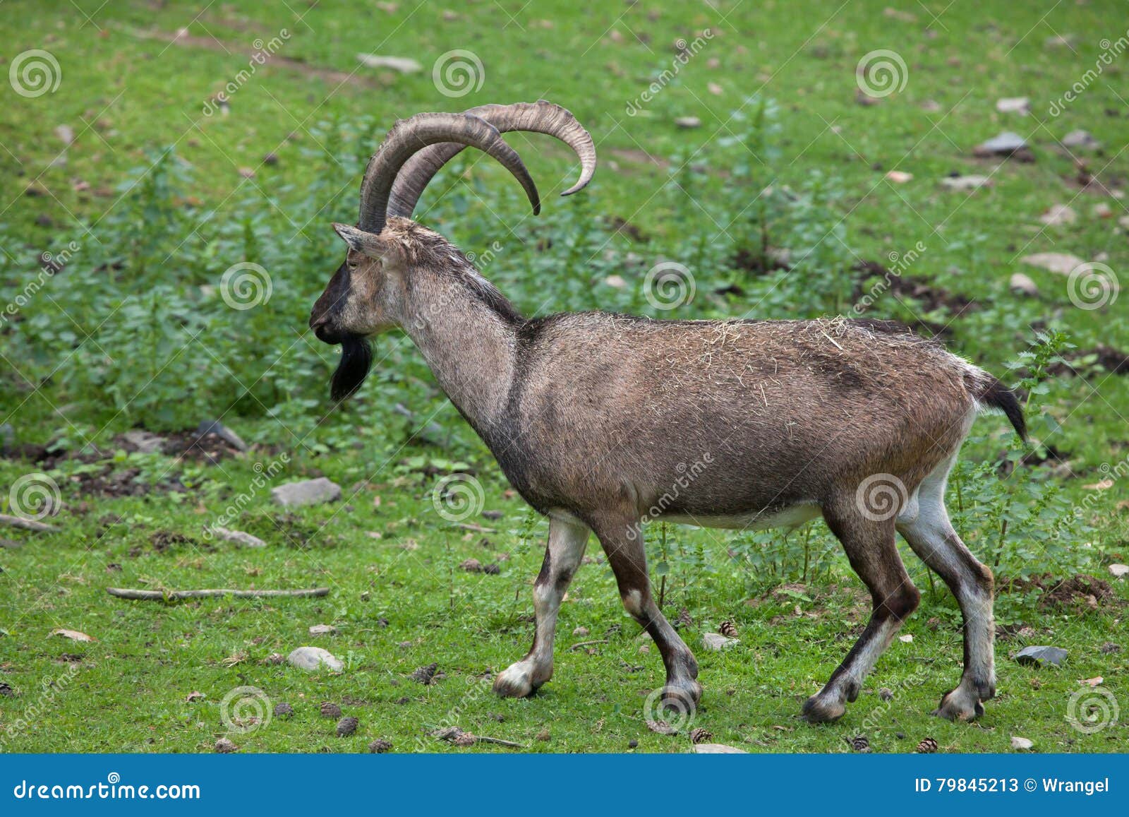 bezoar ibex (capra aegagrus aegagrus)