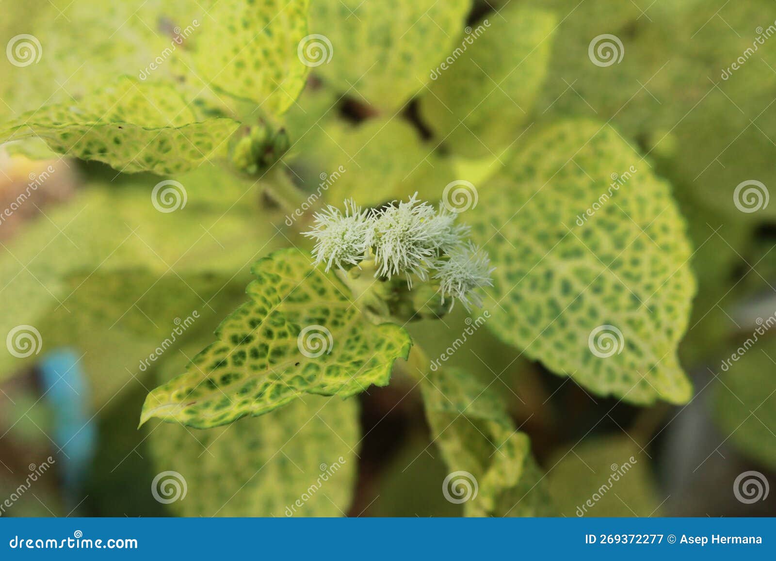 Bhendi Yellow Vein Mosaic Virus Stock Image - Image of plant, herb