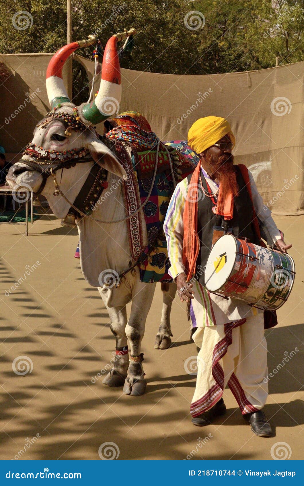 Bhimthadi Jatra, Pune, India, it is about the Tradition of Some People in Maharshtra, India, Which Decorate a Bull Editorial Stock Image - Image of carrier, holding: 218710744 Bhimthadi Jatra, Pune, India, it is about the Tradition of Some People in Maharshtra, India, Which Decorate a Bull Editorial Stock Image - Image of carrier, holding: 218710744
