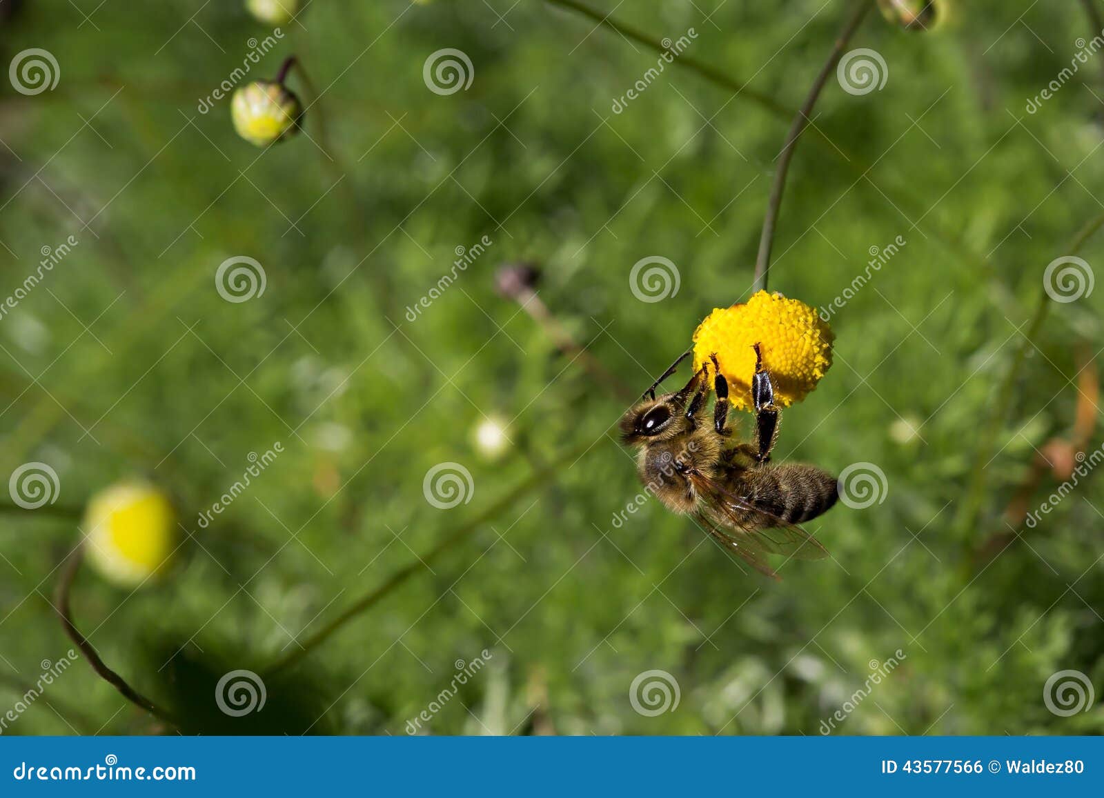 Bee. Bi med pollen på den gula blomman