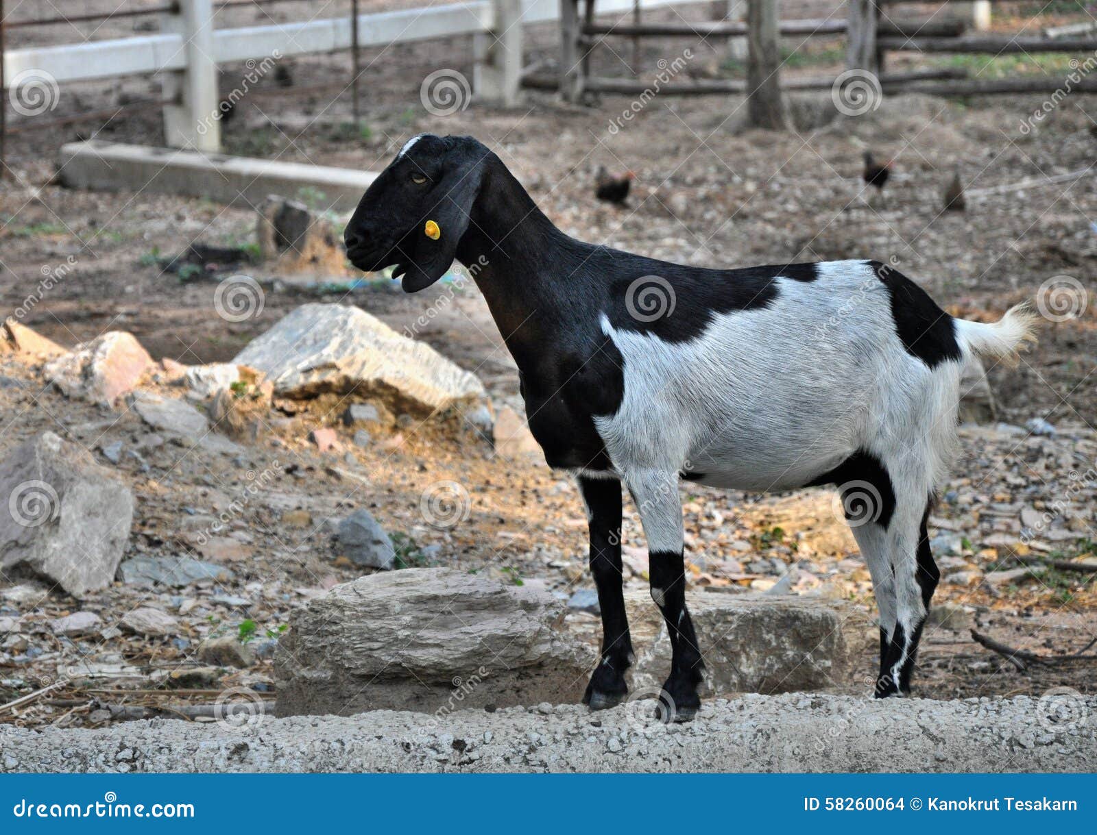 Bi Colour Sheep In The Farm Stock Photo Image Of Black Farm