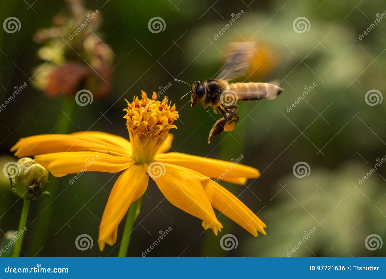 Bi med blommor. Ett biflyg med guling blommar i trädgården