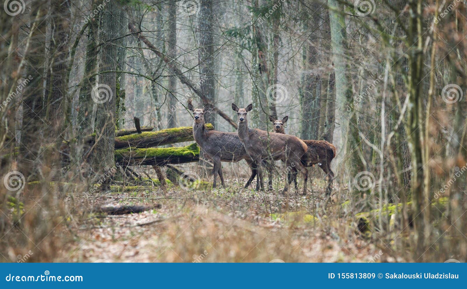bialowieza forest, belarus, three surprised female deer. spring artistic wildlife scene with cervidae  cervus elaphus