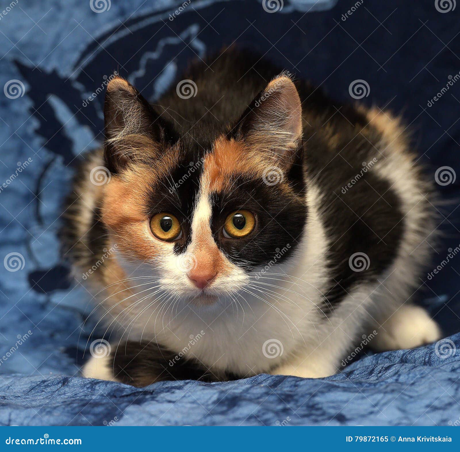 Bianco Con Il Gatto Nero E Rosso Immagine Stock Immagine Di