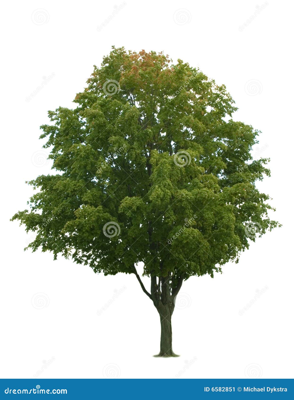 Bianco Dell Albero Di Acero Immagine Stock Immagine Di Siluetta Profilo 6582851