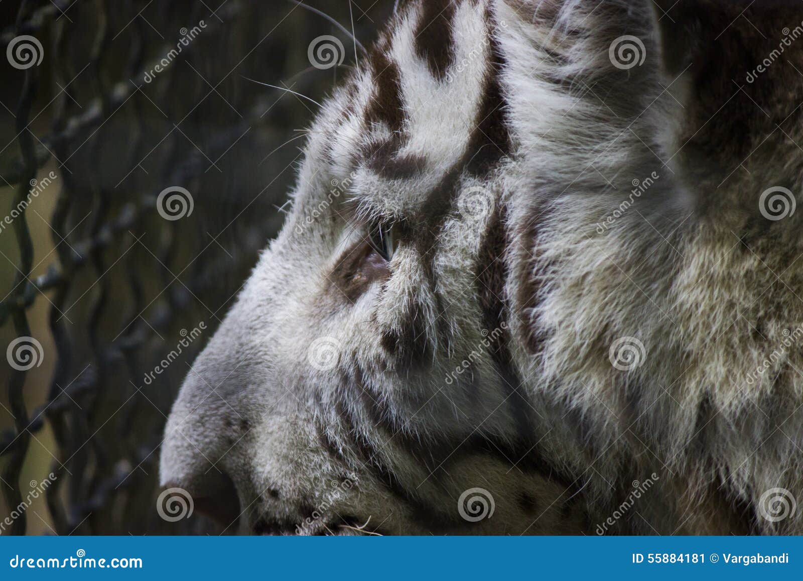Biały tygrysi witki ogrodzenie w zoo - aninmal fotografia