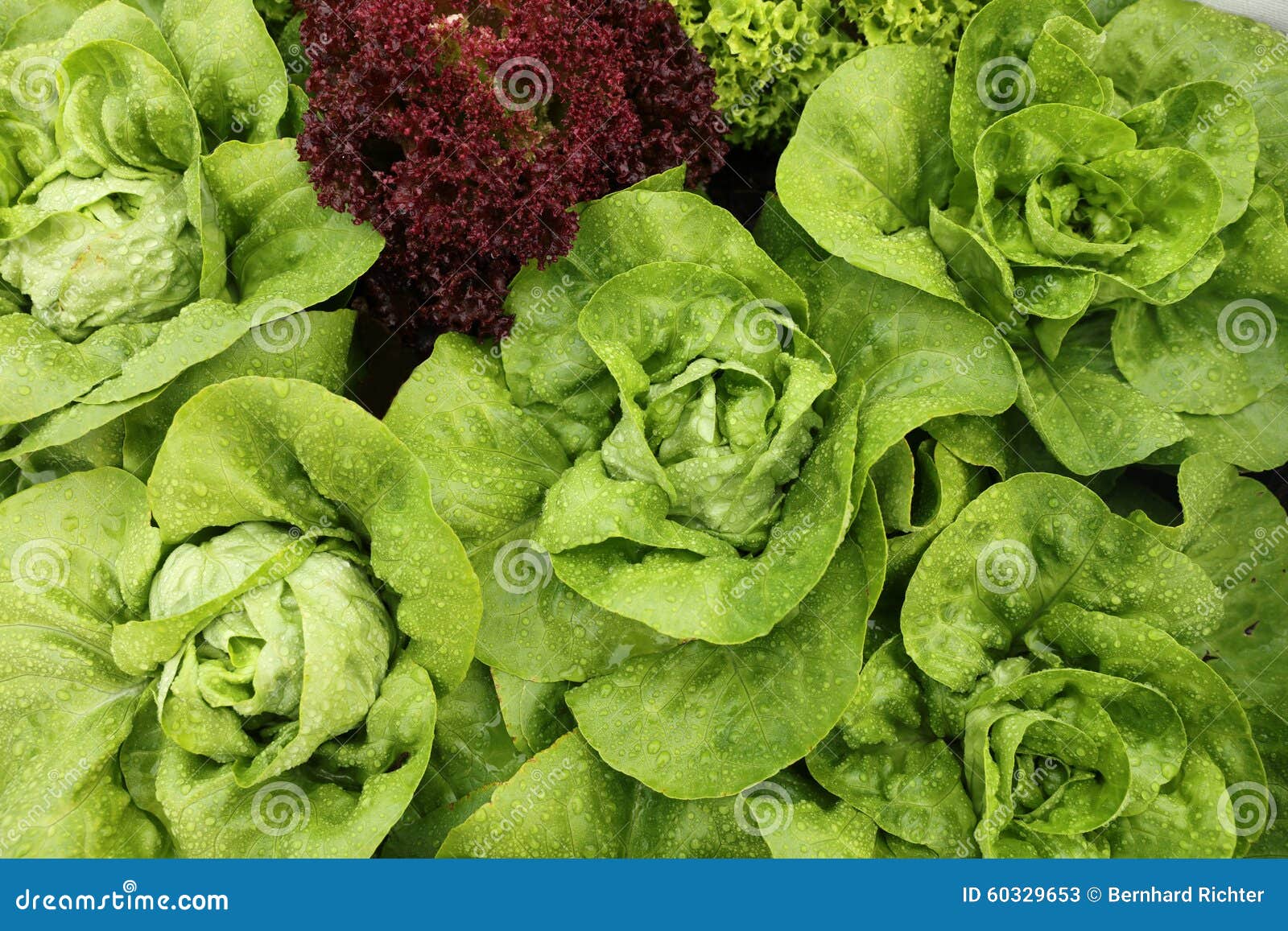 Bibb Lettuce stock image. Image of agriculture, lifestyle 60329653