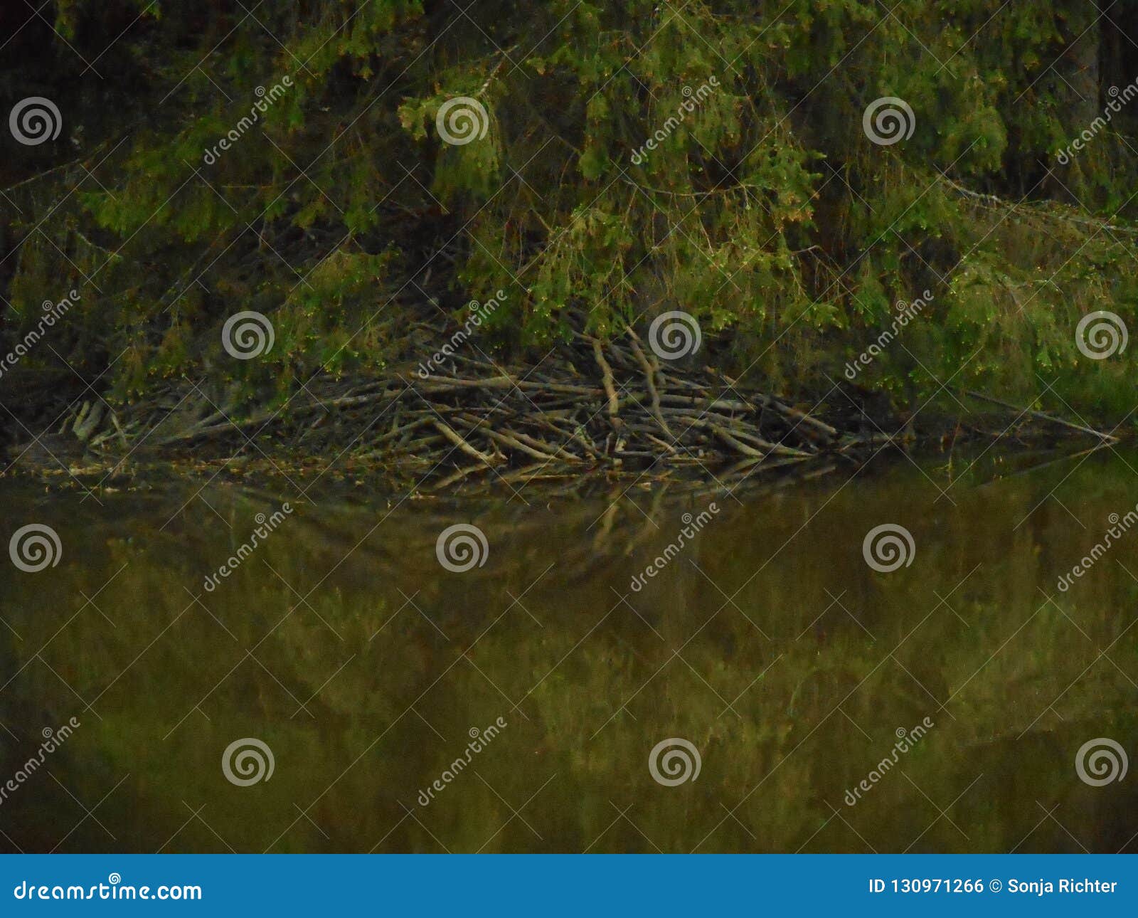 Biber Bringen Im Wald in Einem Teich Unter Stockfoto Bild von hütte