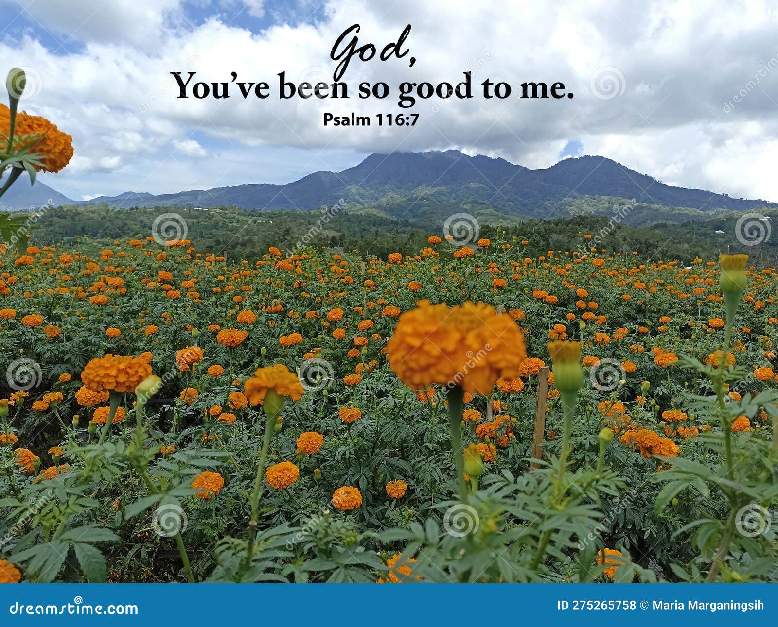 bible verse quote - god, you have been so good to me. psalm 116:7. with orange marigold flowers garden and mountain view