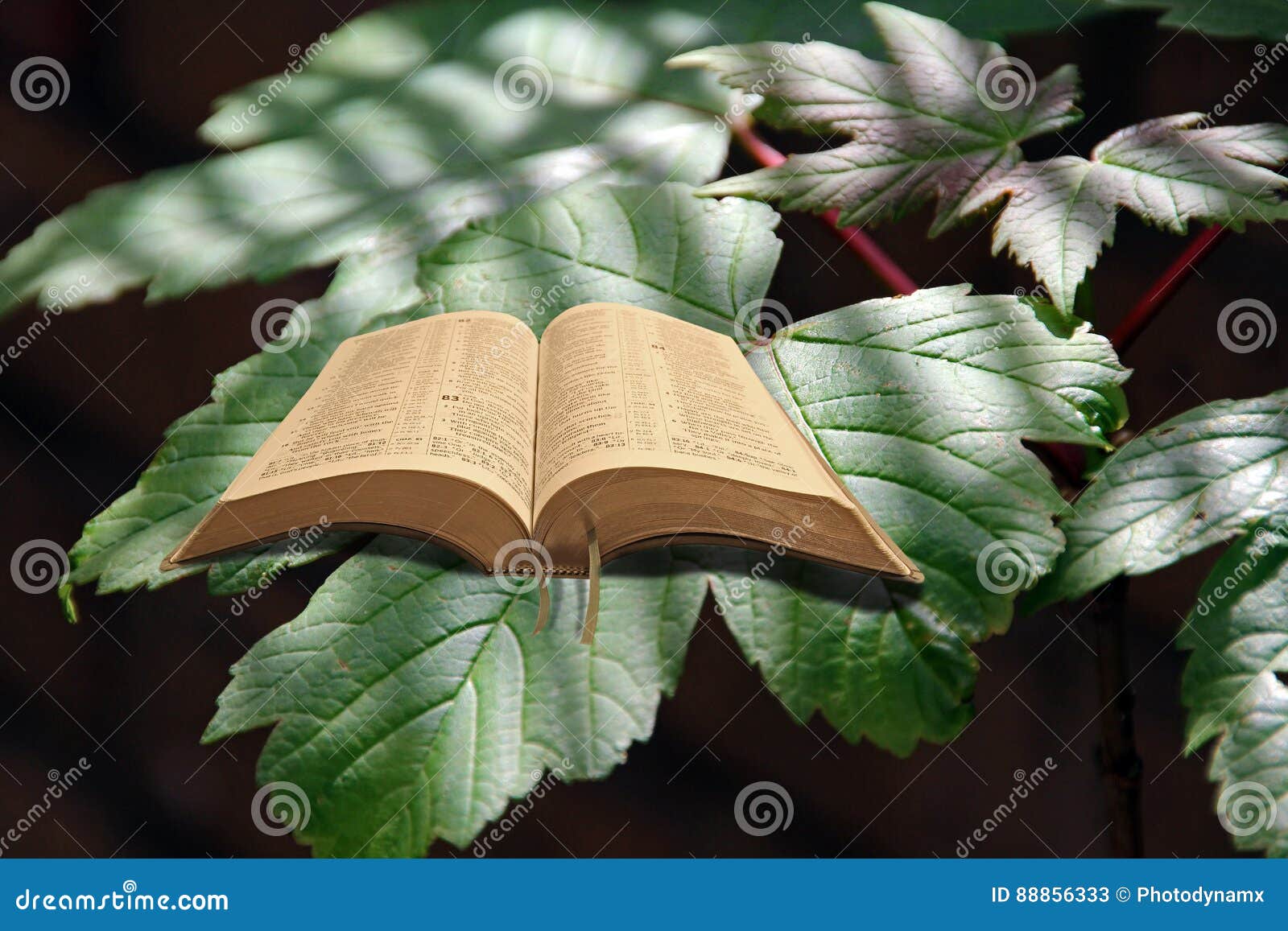 Biblia En La Hoja Del Bosque Imagen de archivo Imagen de cielo, playa