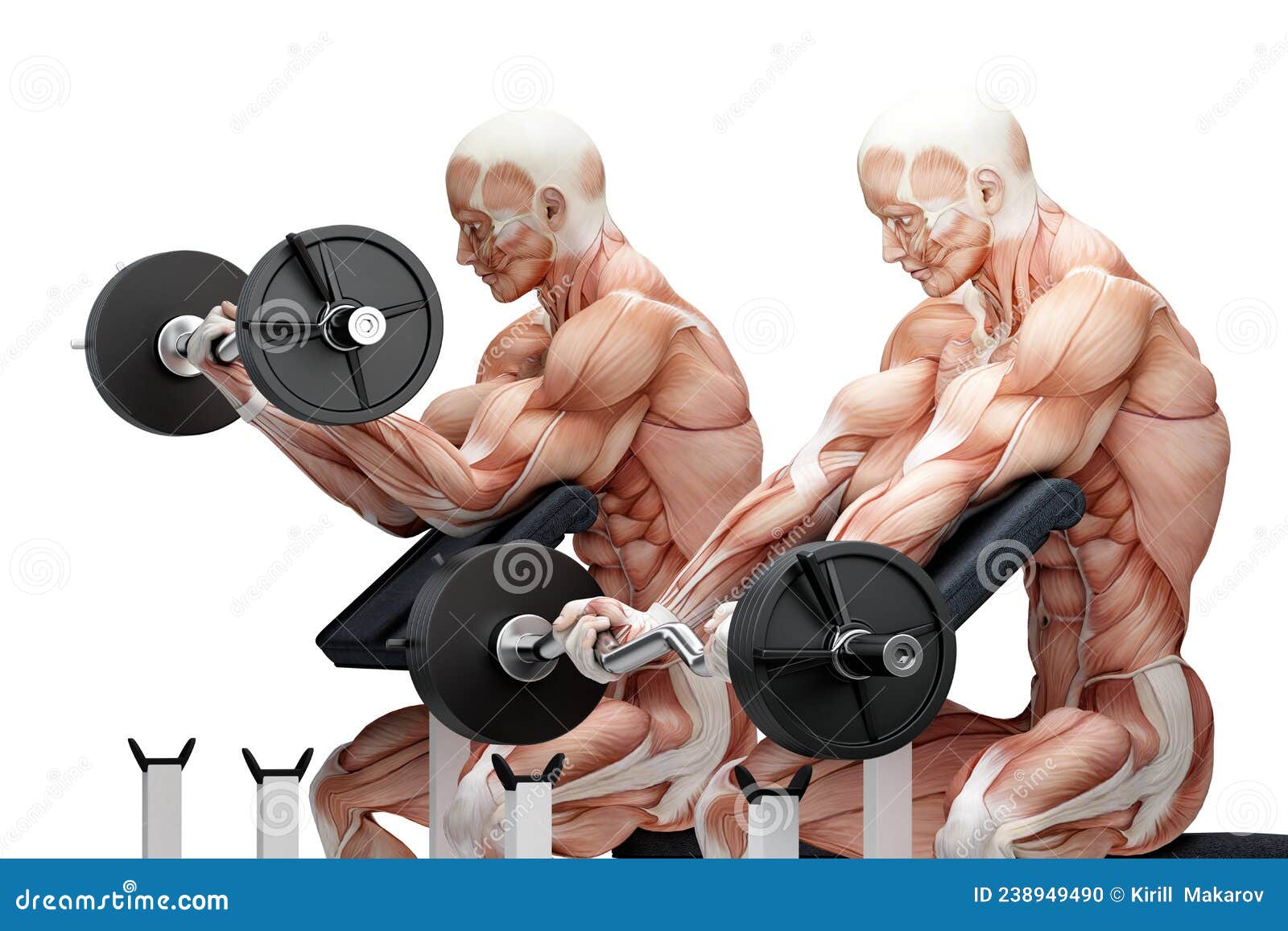 Bar biceps online