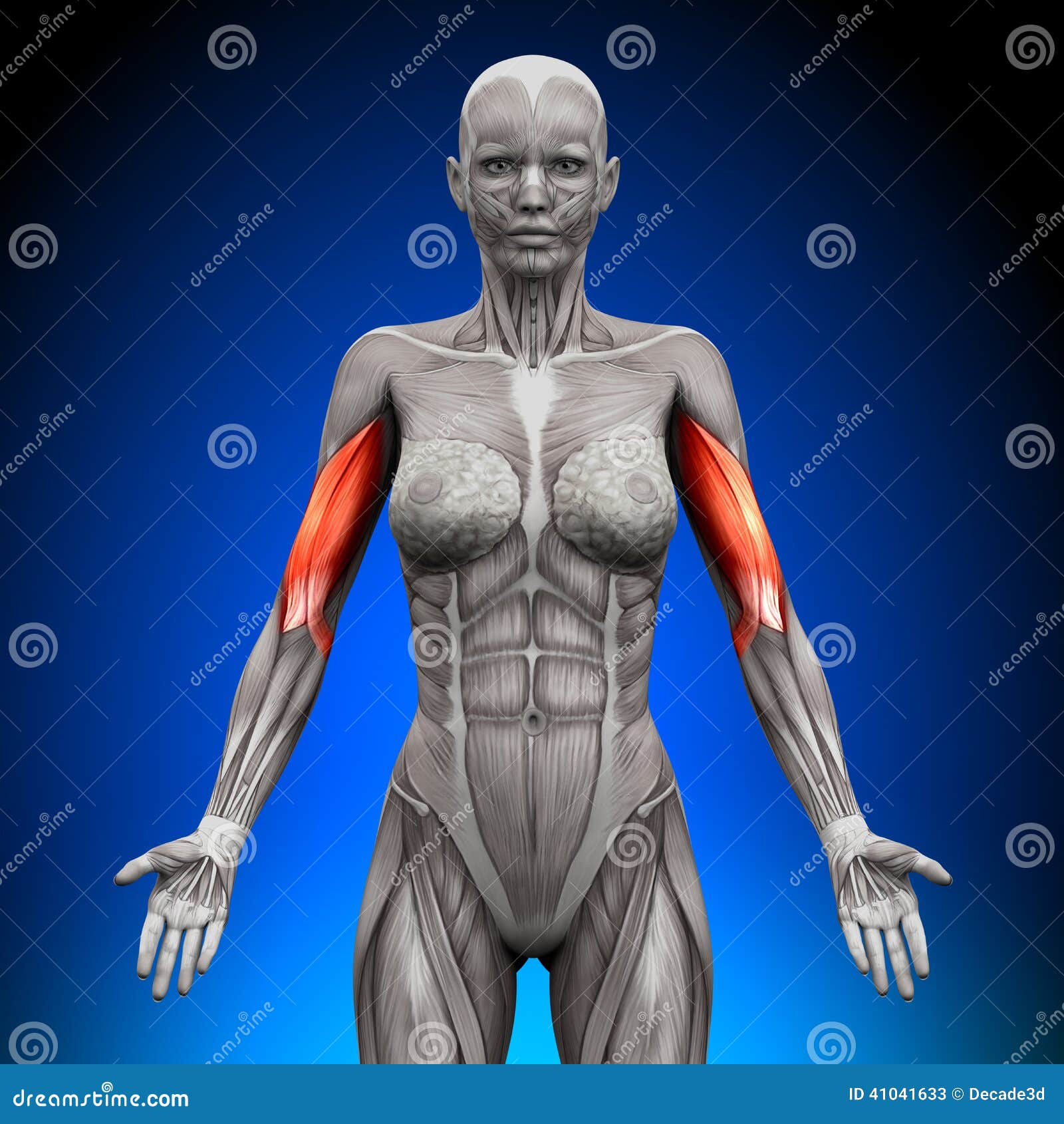 Biceps - Female Anatomy Muscles Stock Illustration - Illustration