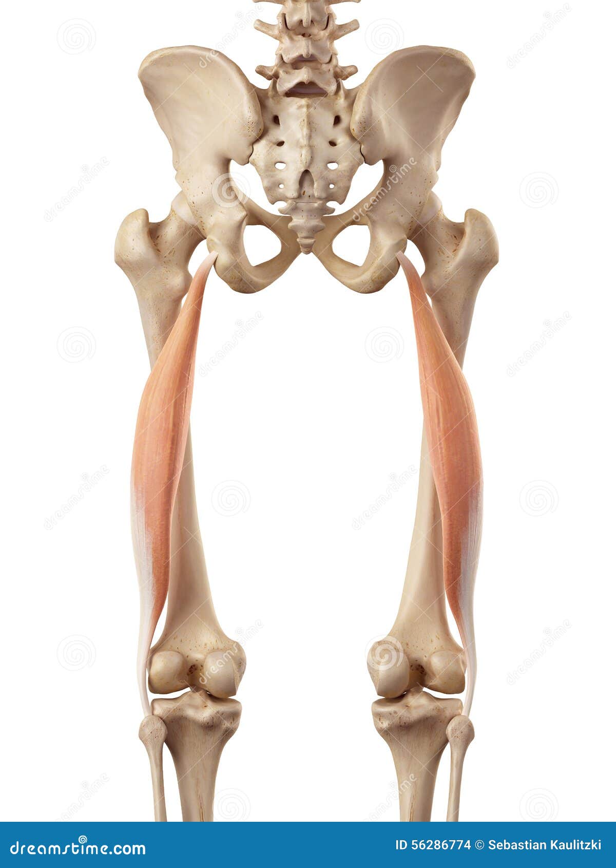 the biceps femoris longus