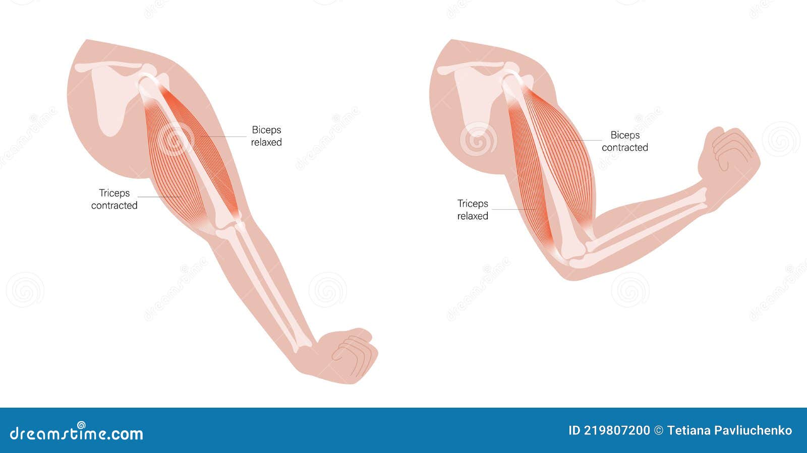 Biceps and triceps anatomy stock vector. Illustration of male - 219807200