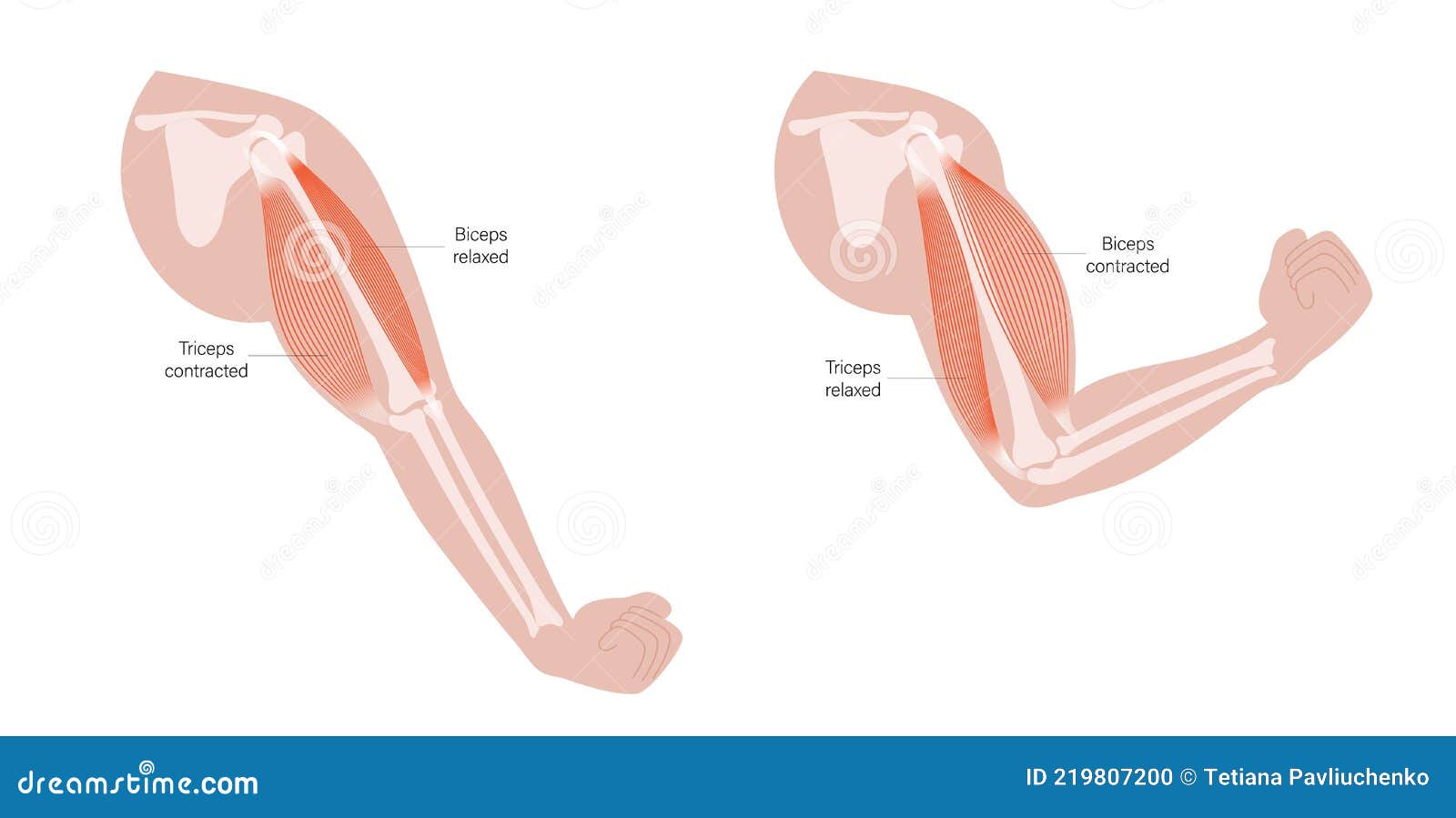 Biceps, Triceps - movement of the arm and hand muscles Stock