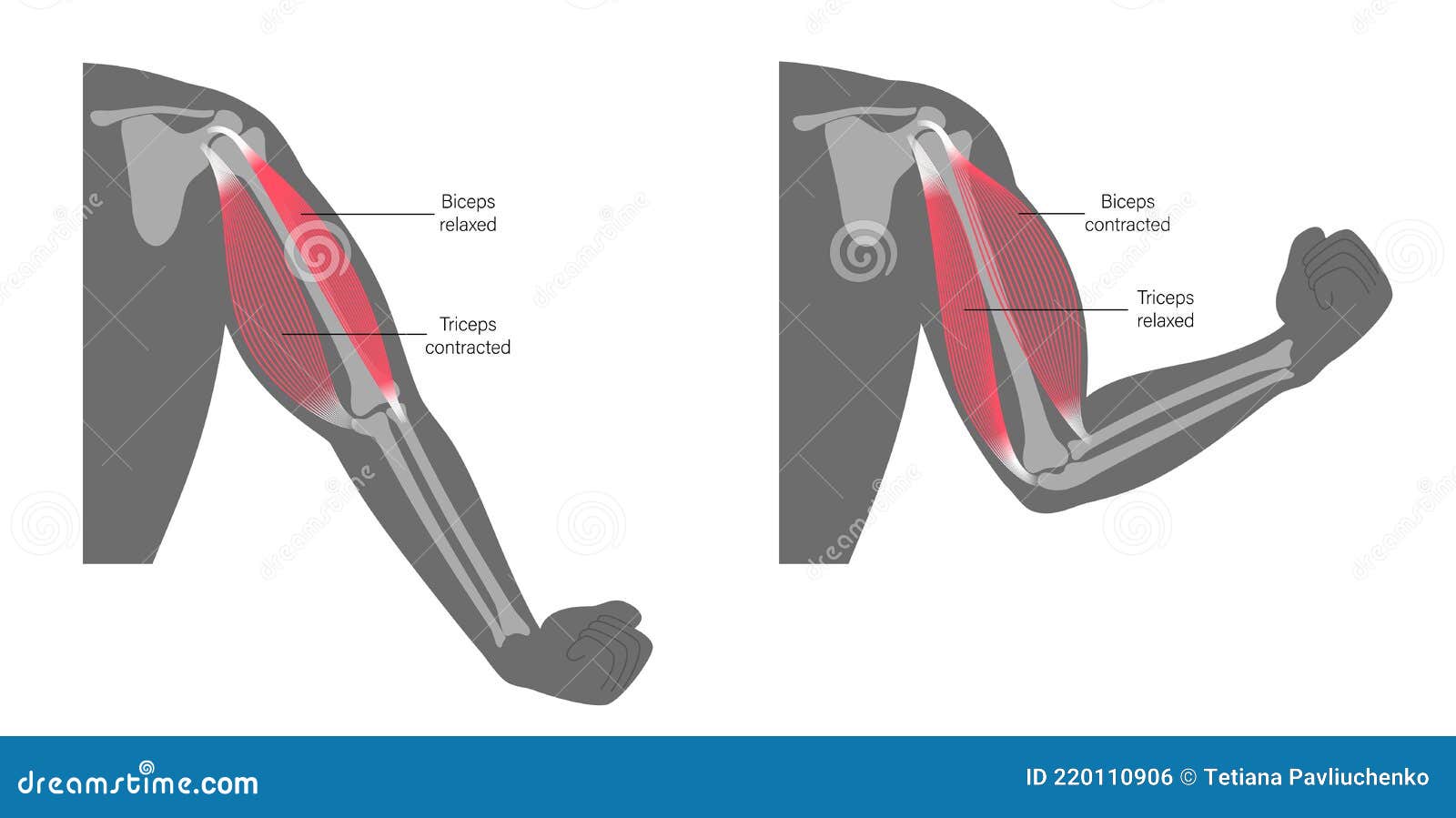 https://thumbs.dreamstime.com/z/biceps-triceps-anatomy-contracted-relaxed-biceps-triceps-anatomical-poster-human-muscular-system-skeleton-parts-220110906.jpg