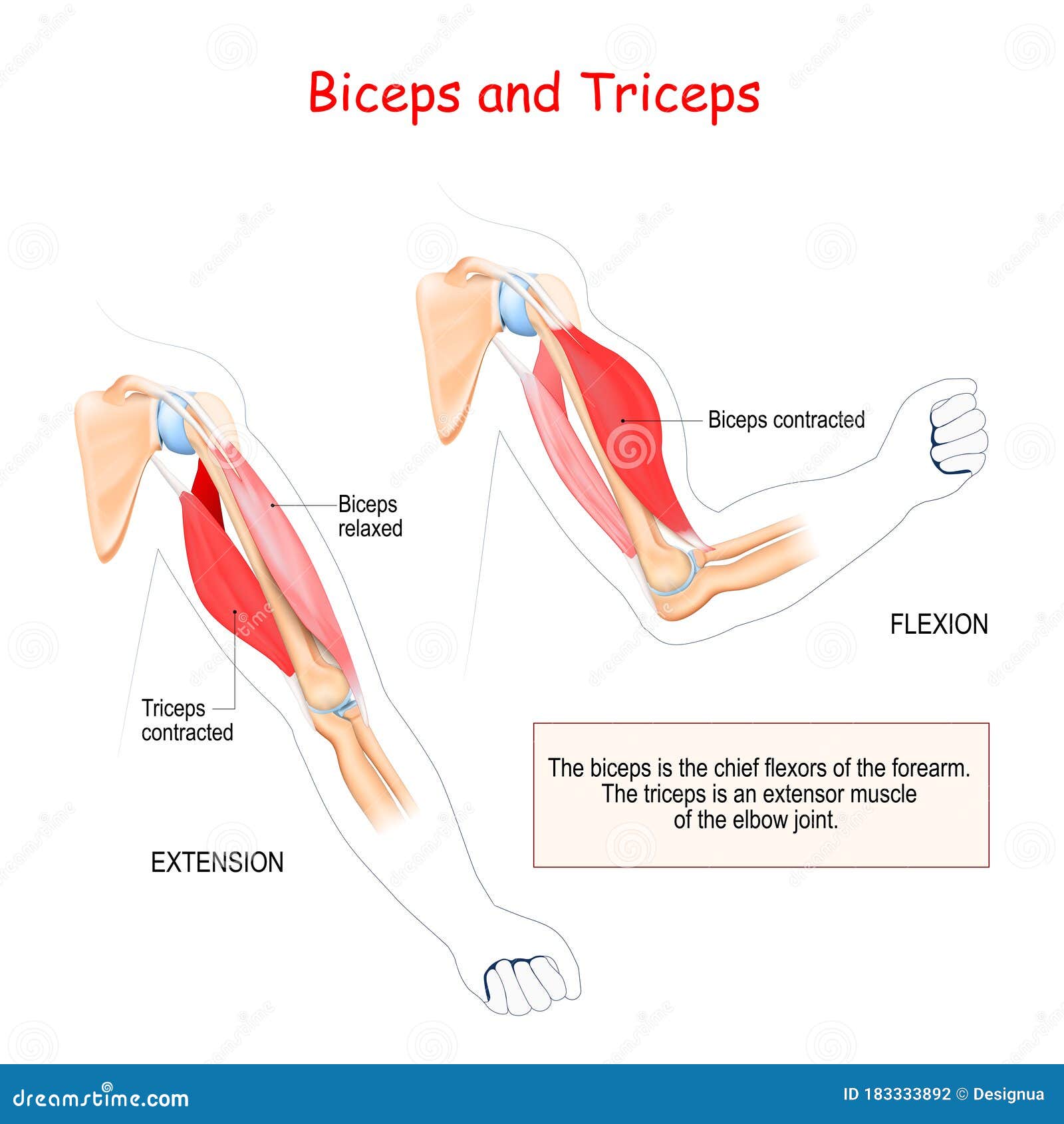 Anatomy of Biceps and Triceps Stock Vector - Illustration of cartilage,  biology: 183333892