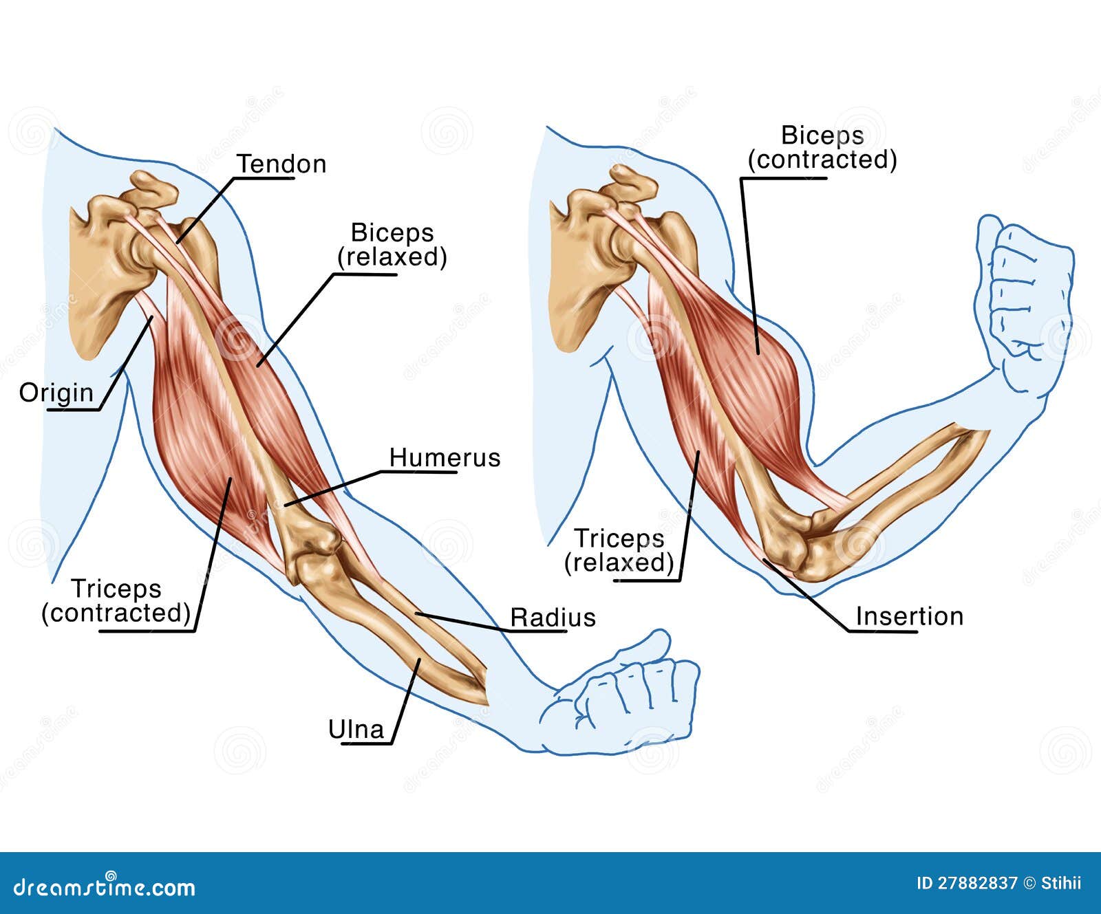 Biceps, Triceps - Movement of the Arm Stock Illustration