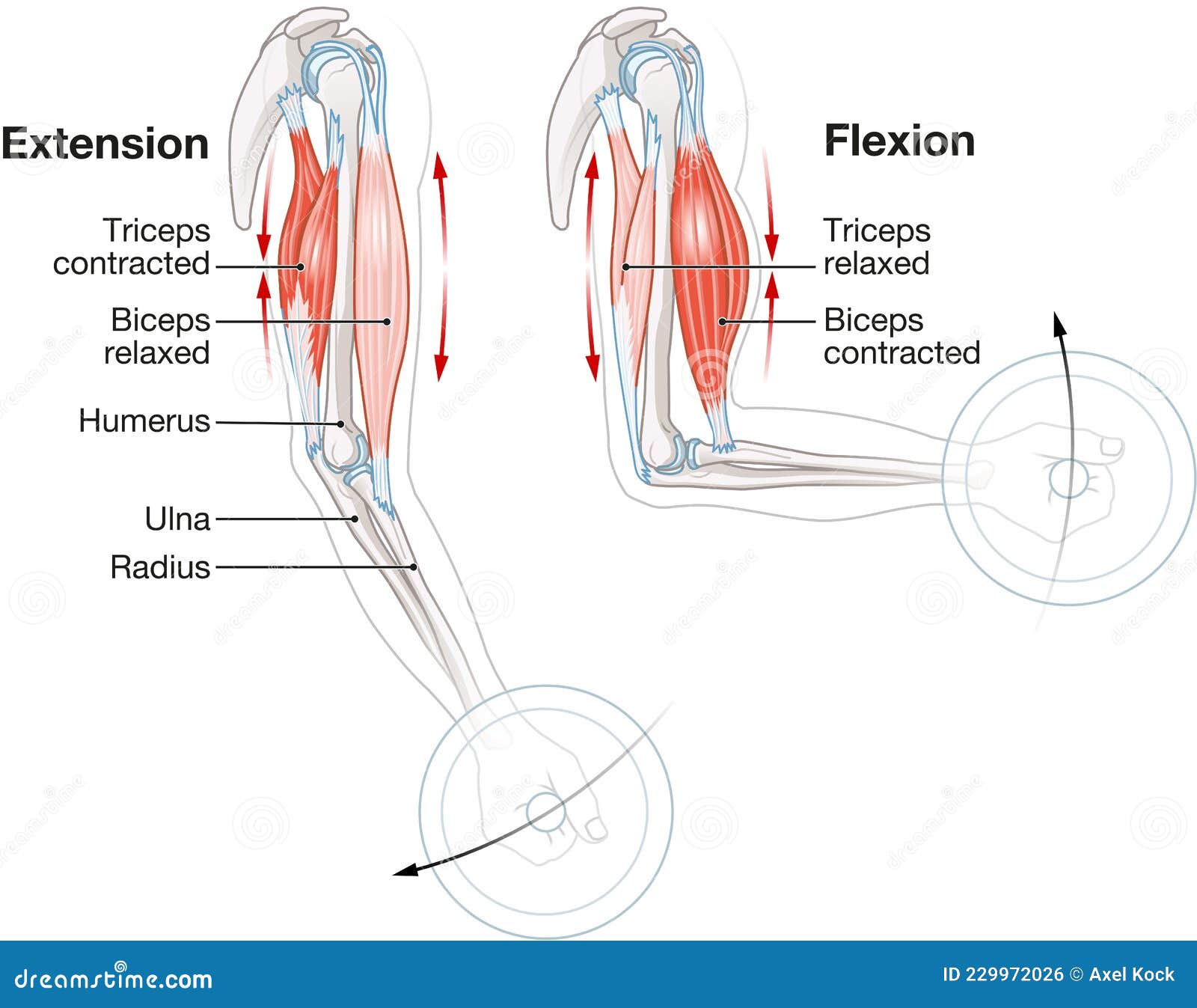 Biceps and Triceps Muscles. Extension and Flexion Stock Illustration -  Illustration of biceps, extension: 229972026