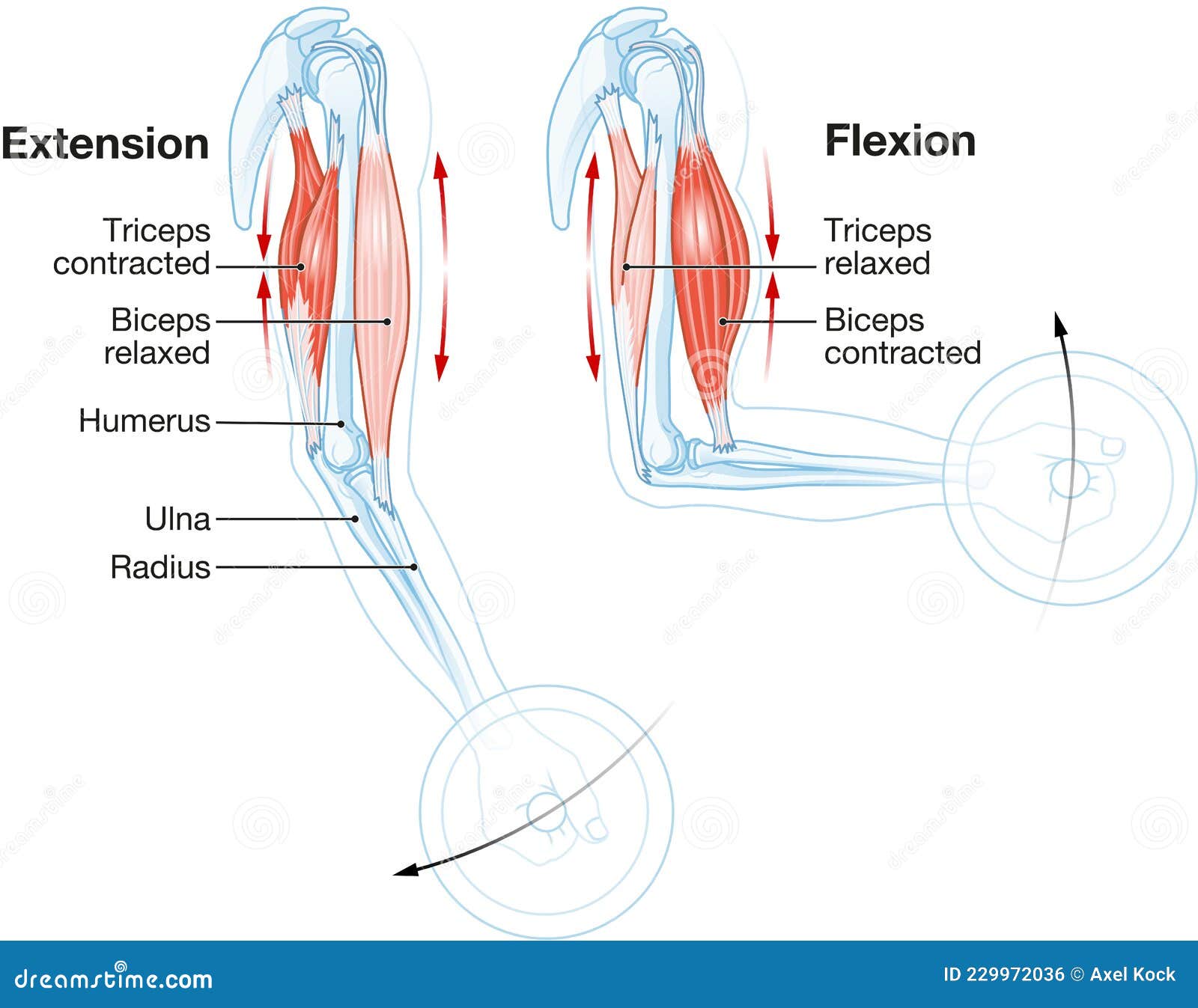 Contracting and relaxing of arms biceps and triceps muscles outline  diagram. Labeled educational scheme with anatomical contracted and relaxed  muscular system structure description vector illustration Stock-vektor