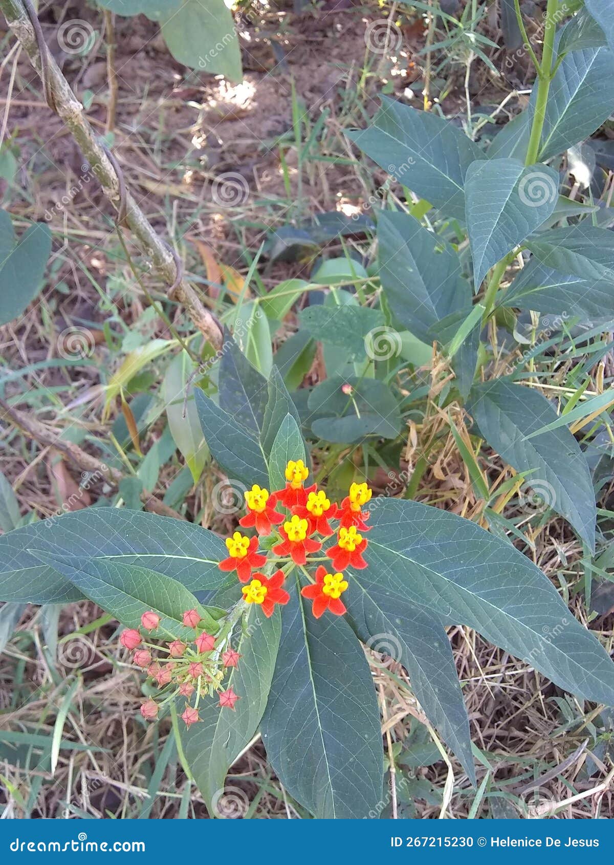 bicho herb flower