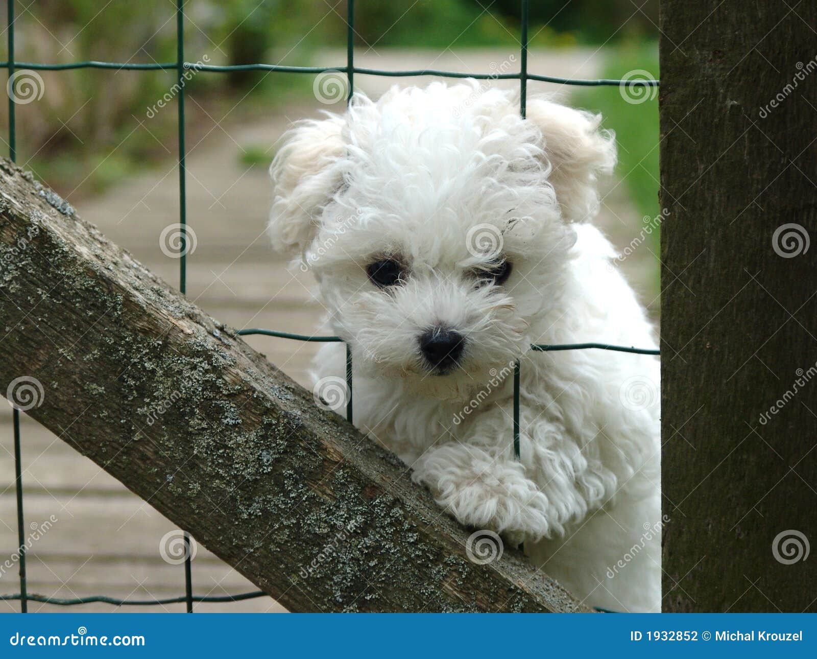 Bichon Bolognese Stock Photography Image 1932852