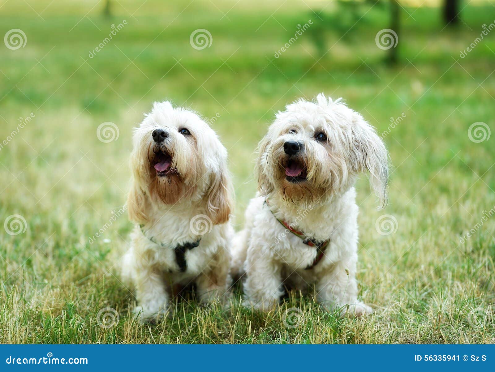 Bichon Bolognese Dog With Beautiful In The Park RoyaltyFree Stock
