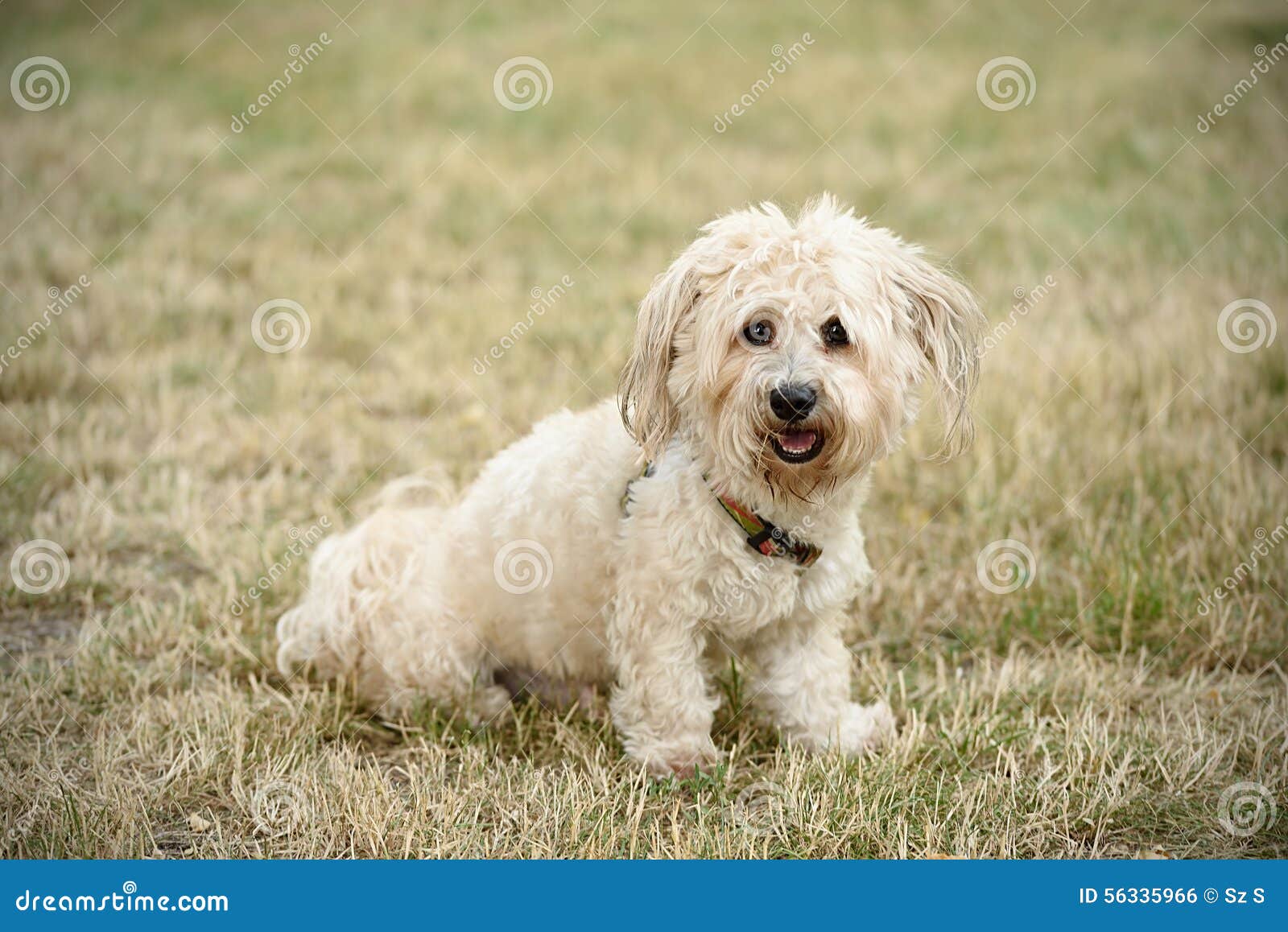 Bichon Bolognese Dog With Beautiful In The Park RoyaltyFree Stock