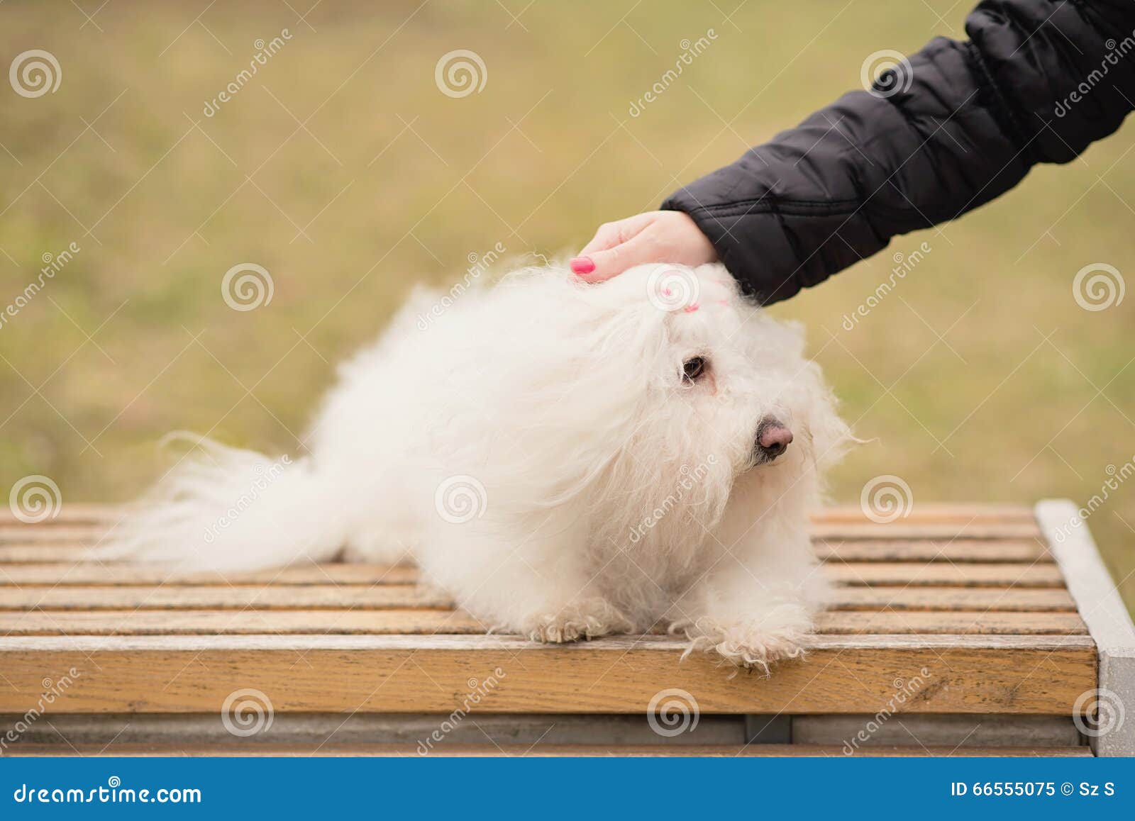 Bichon Bolognese Dog in Park Stock Image Image of portrait, caresses