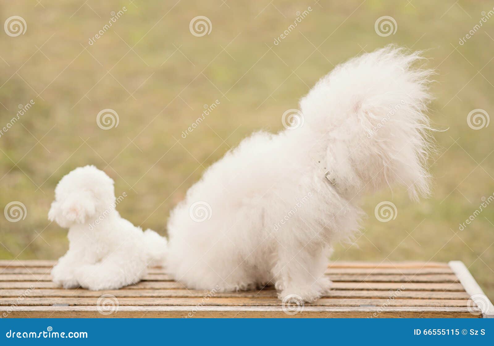Bichon Bolognese Dog in Park Stock Image Image of bolognese, care