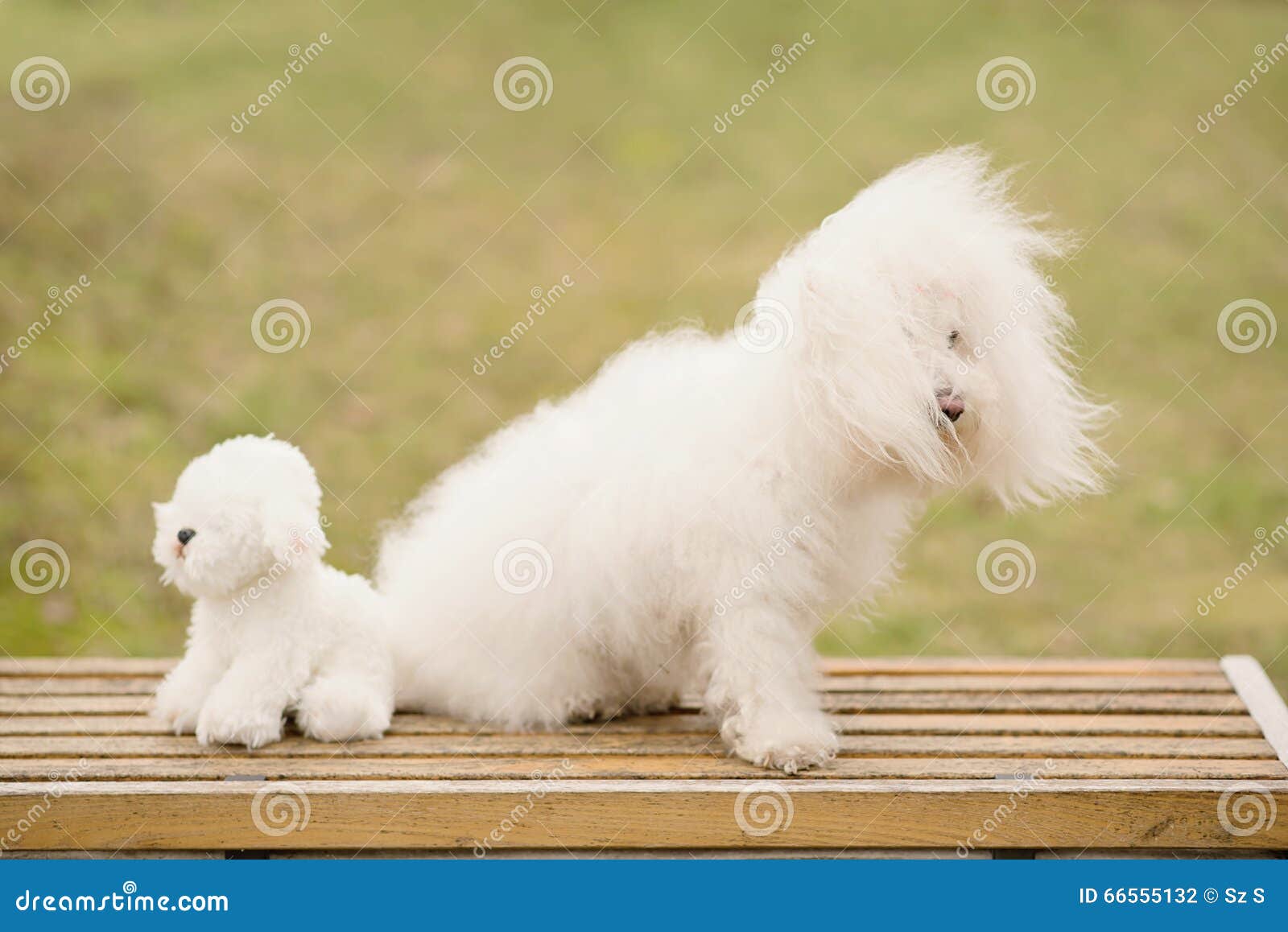 Bichon Bolognese Dog in Park Stock Photo Image of sweet, fluffy 66555132