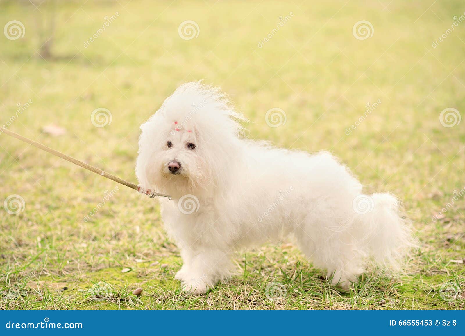 Bichon Bolognese Dog in Park Stock Image Image of bichon, happy 66555453