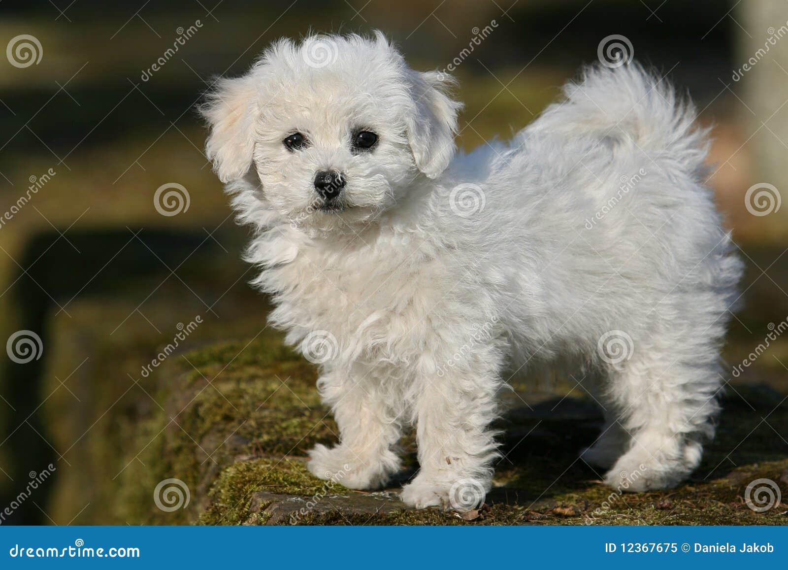 bichon frise