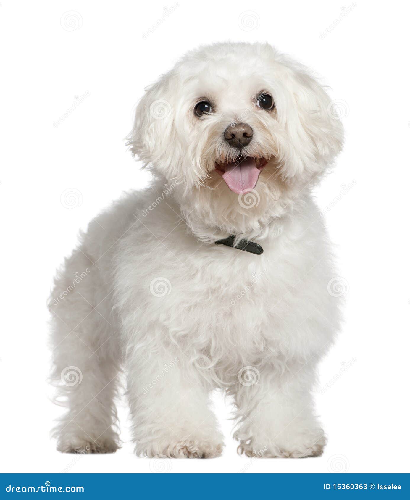 bichon frise, 13 and a half years old, standing