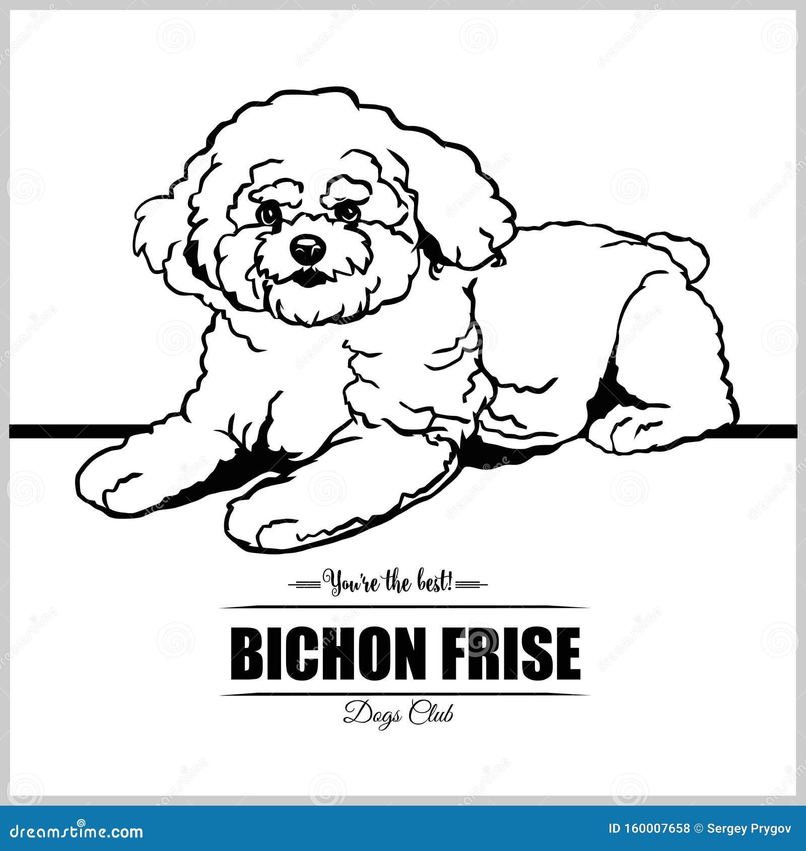 bichón frisé dogs