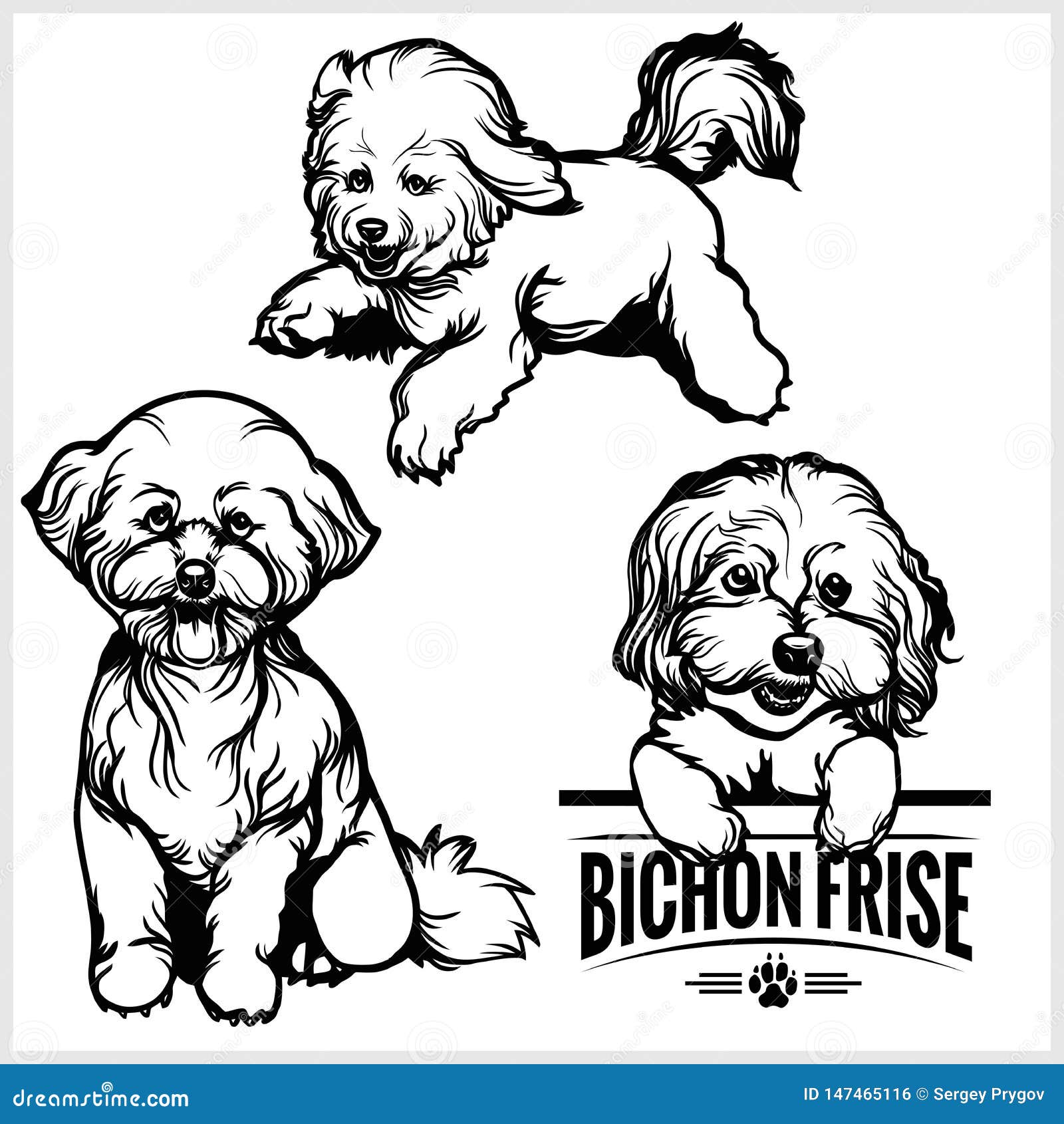 Download Bichon Frise Dog Vector Set Isolated Illustration On White Background Stock Vector Illustration Of Lifestyles Isolated 147465116